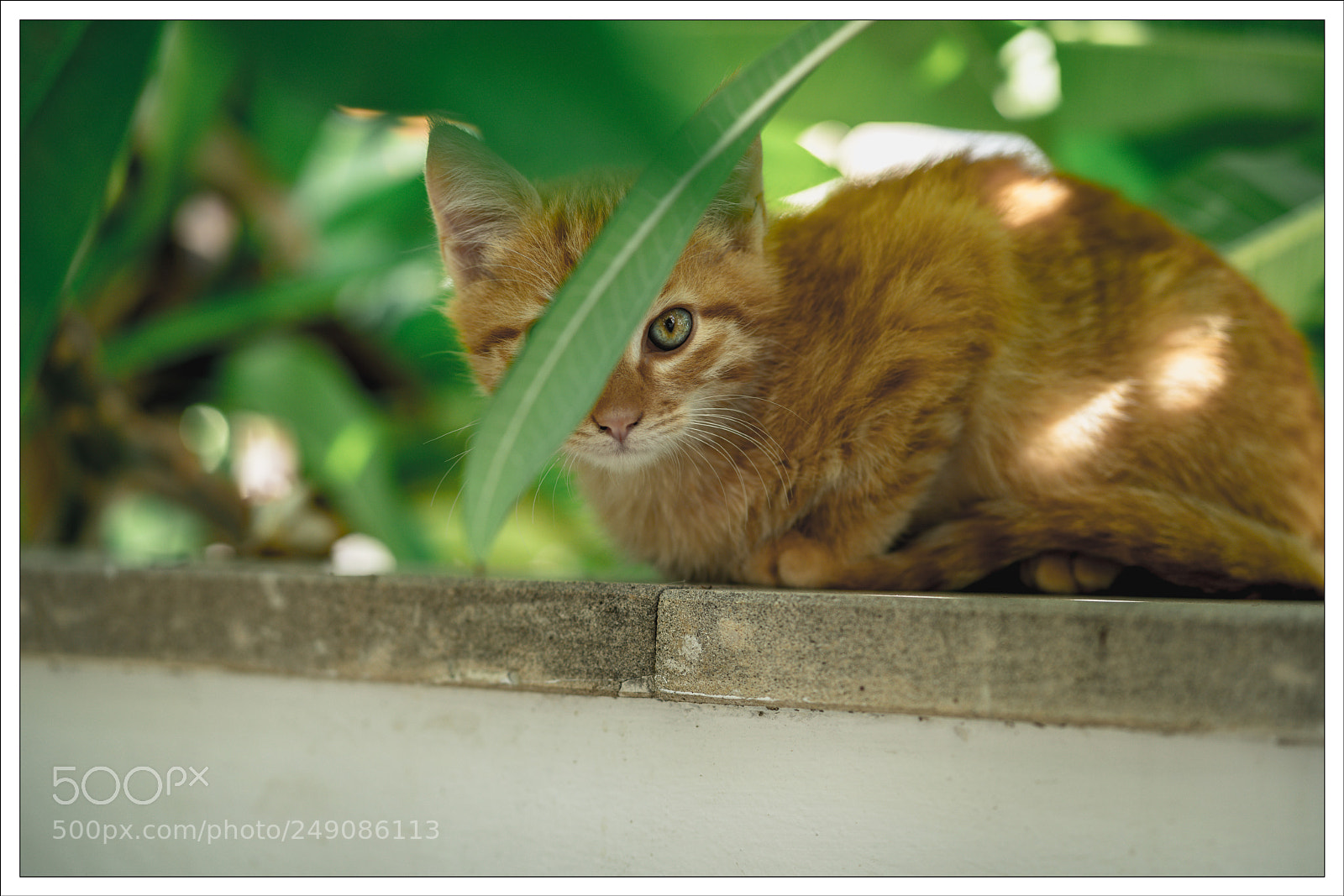 Sony a7R II sample photo. Hide & seek photography