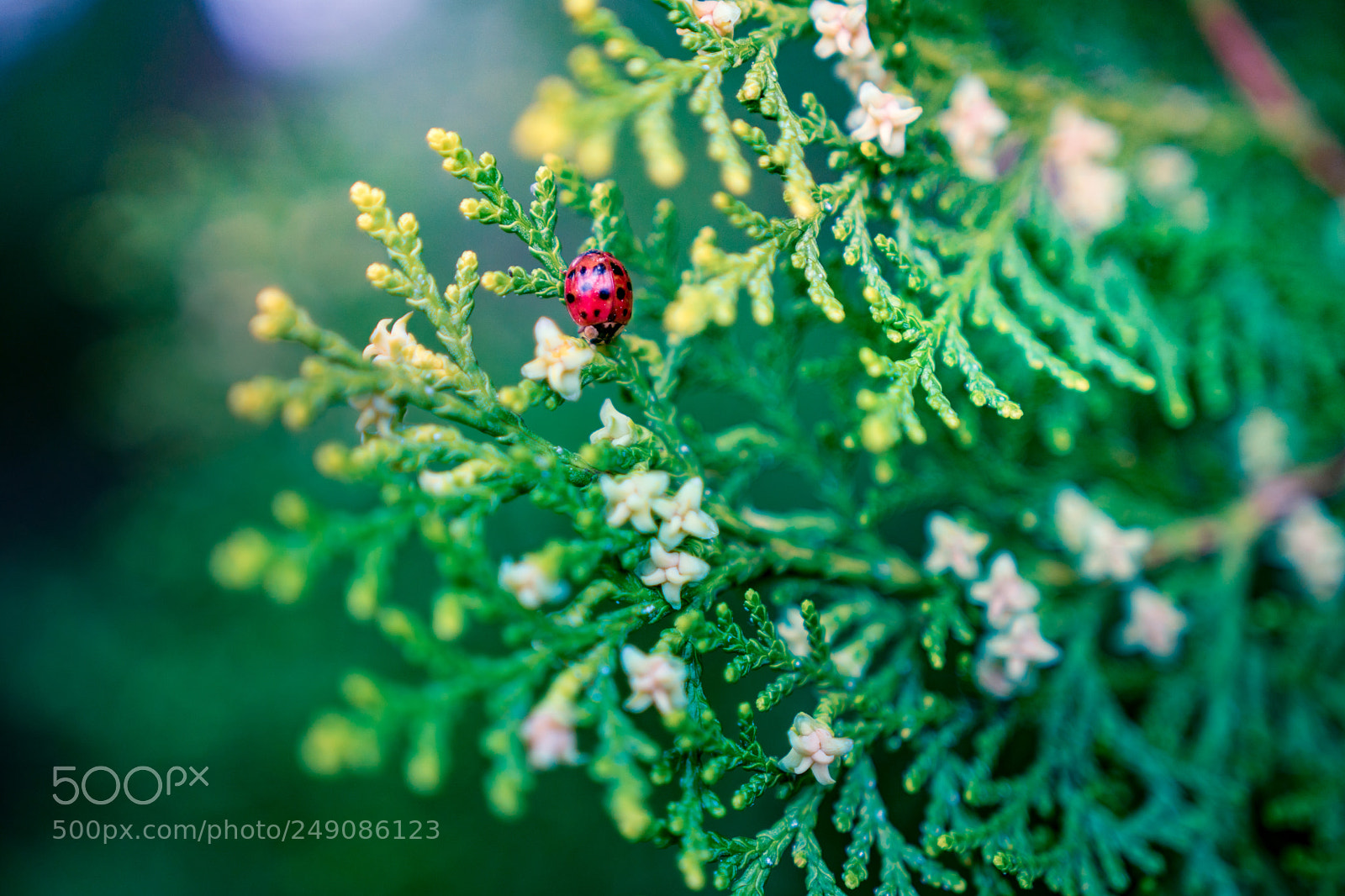 Sony a6300 sample photo. Little red photography