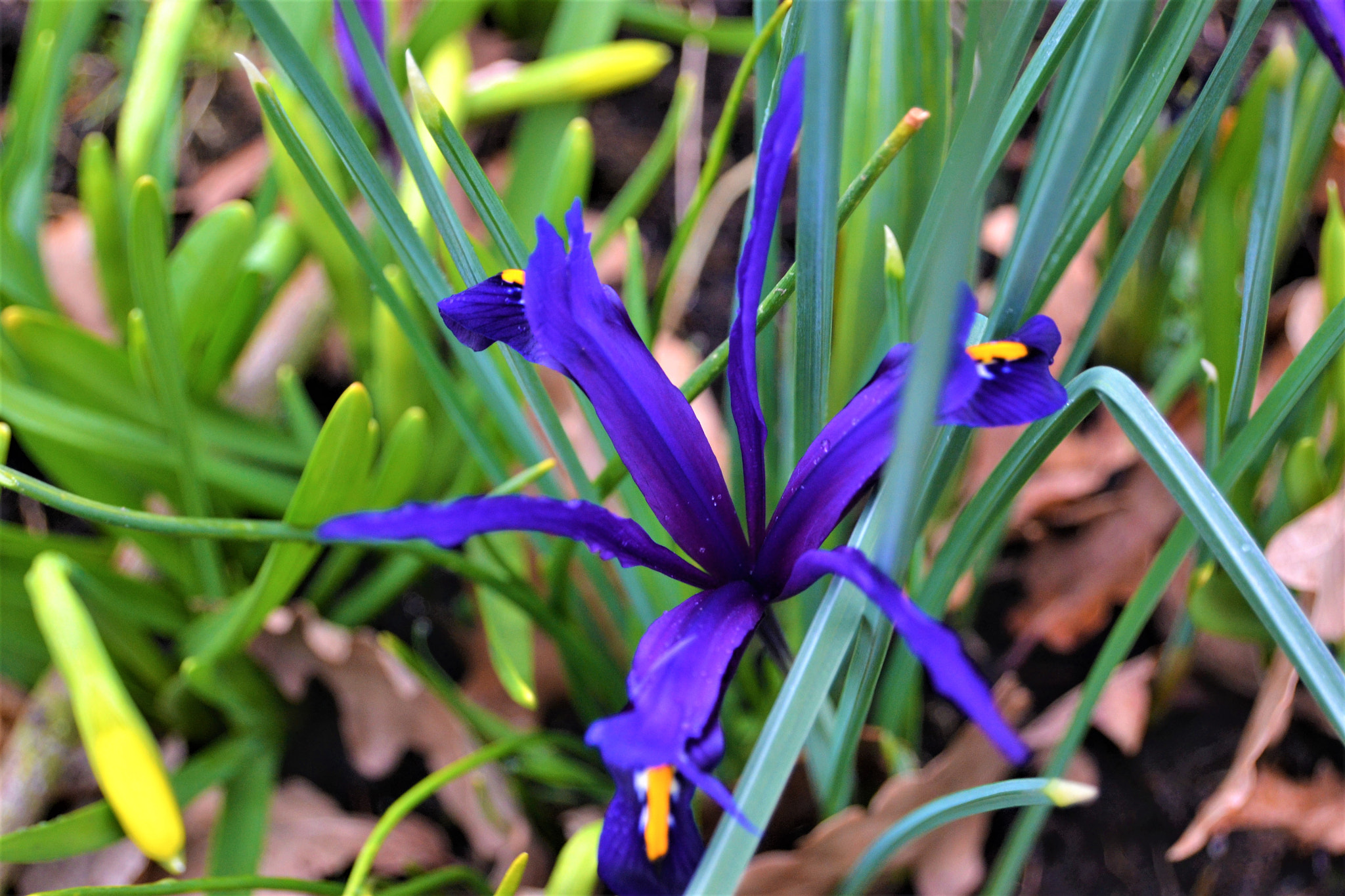 Nikon D3100 sample photo. Iris reticulata photography