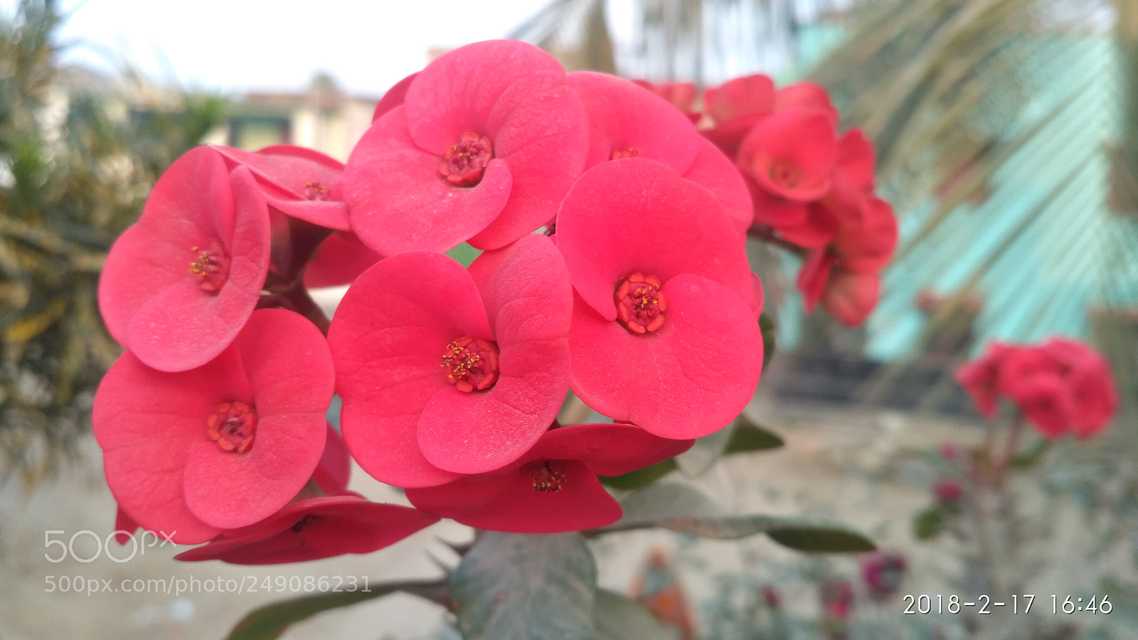 Xiaomi Redmi 3S sample photo. Untitled photography