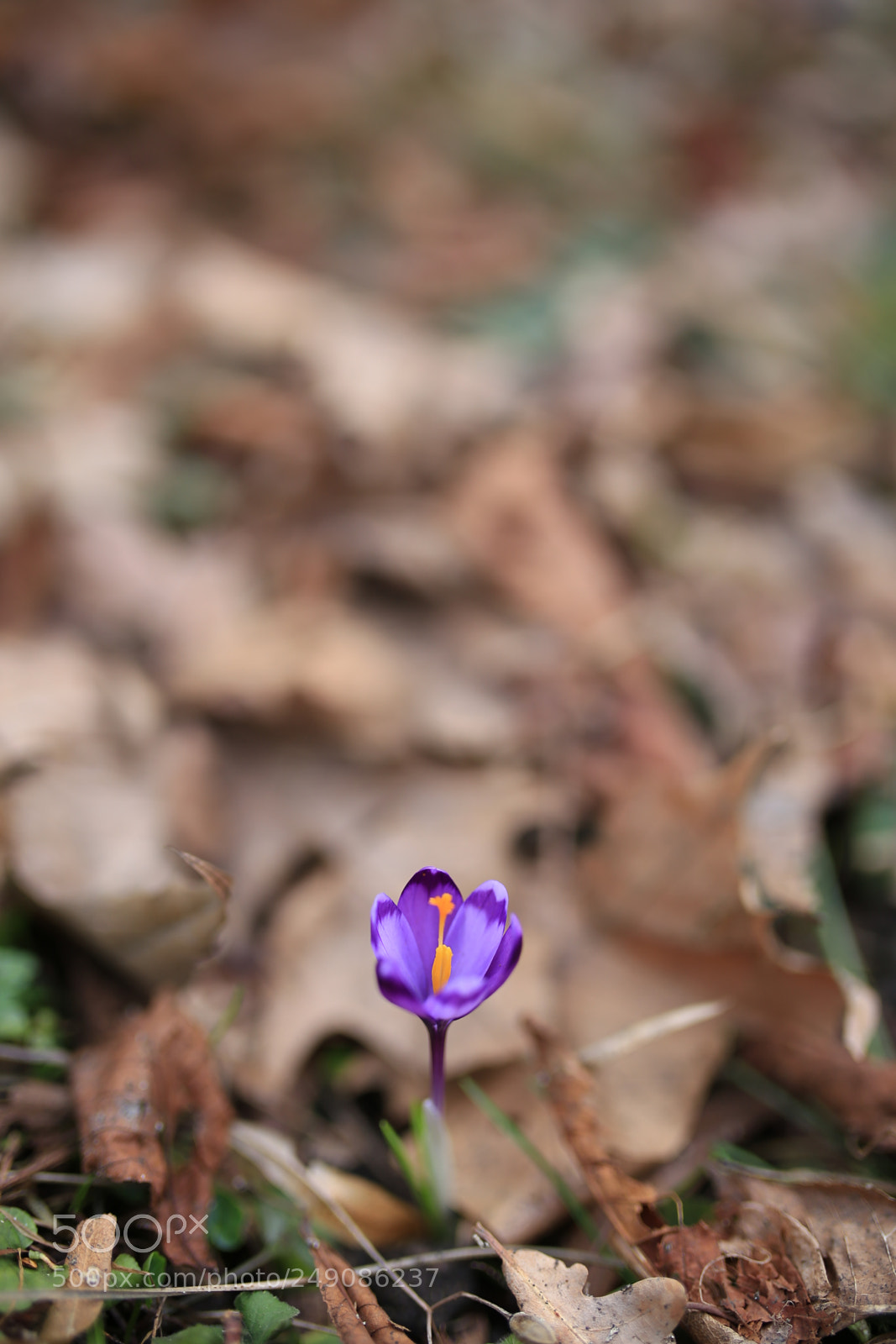 Sigma 35mm F1.4 DG HSM Art sample photo. Crocus photography