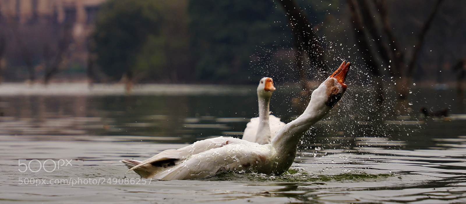 Canon EOS 6D Mark II sample photo. Fun tym photography
