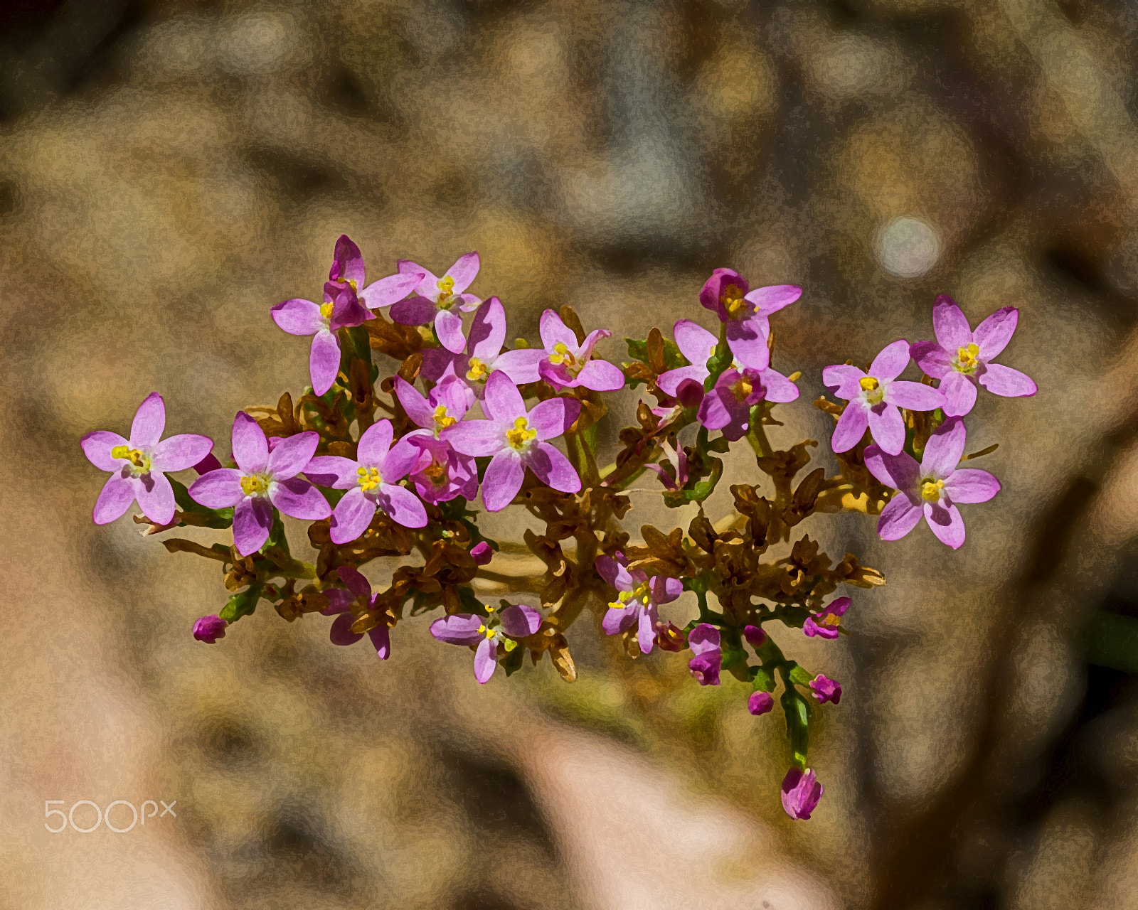 Canon EOS-1D C sample photo. Flower still life photography