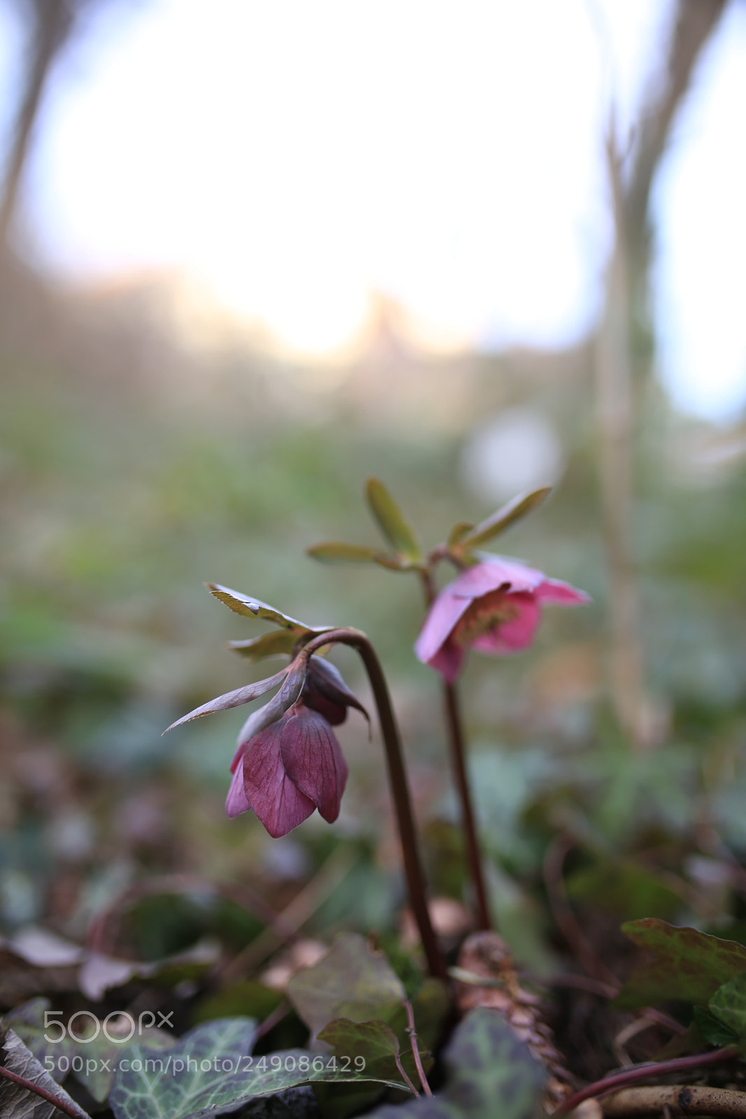 Sigma 35mm F1.4 DG HSM Art sample photo. Spring flowers photography