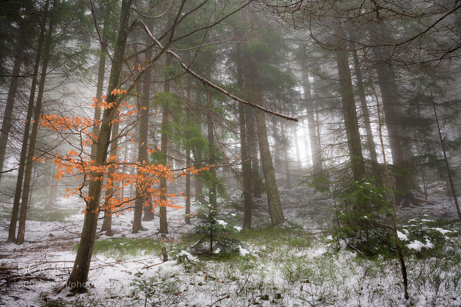 Nikon D7100 sample photo. Nebelwald photography