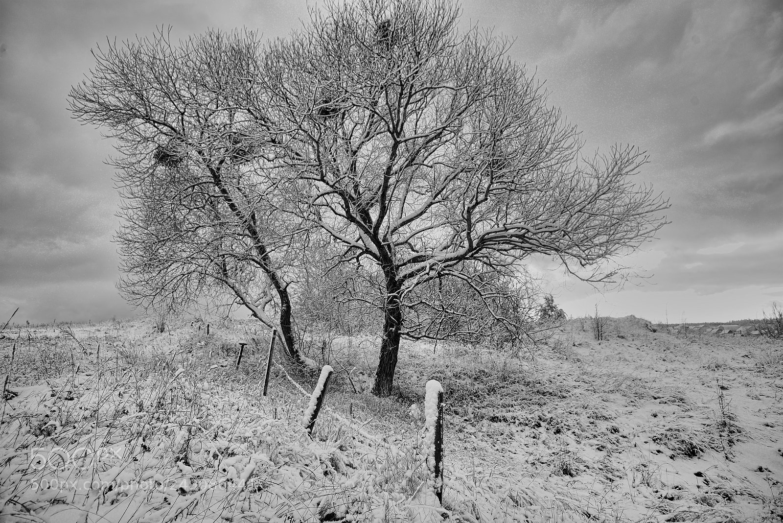 Nikon D800E sample photo. Tree photography
