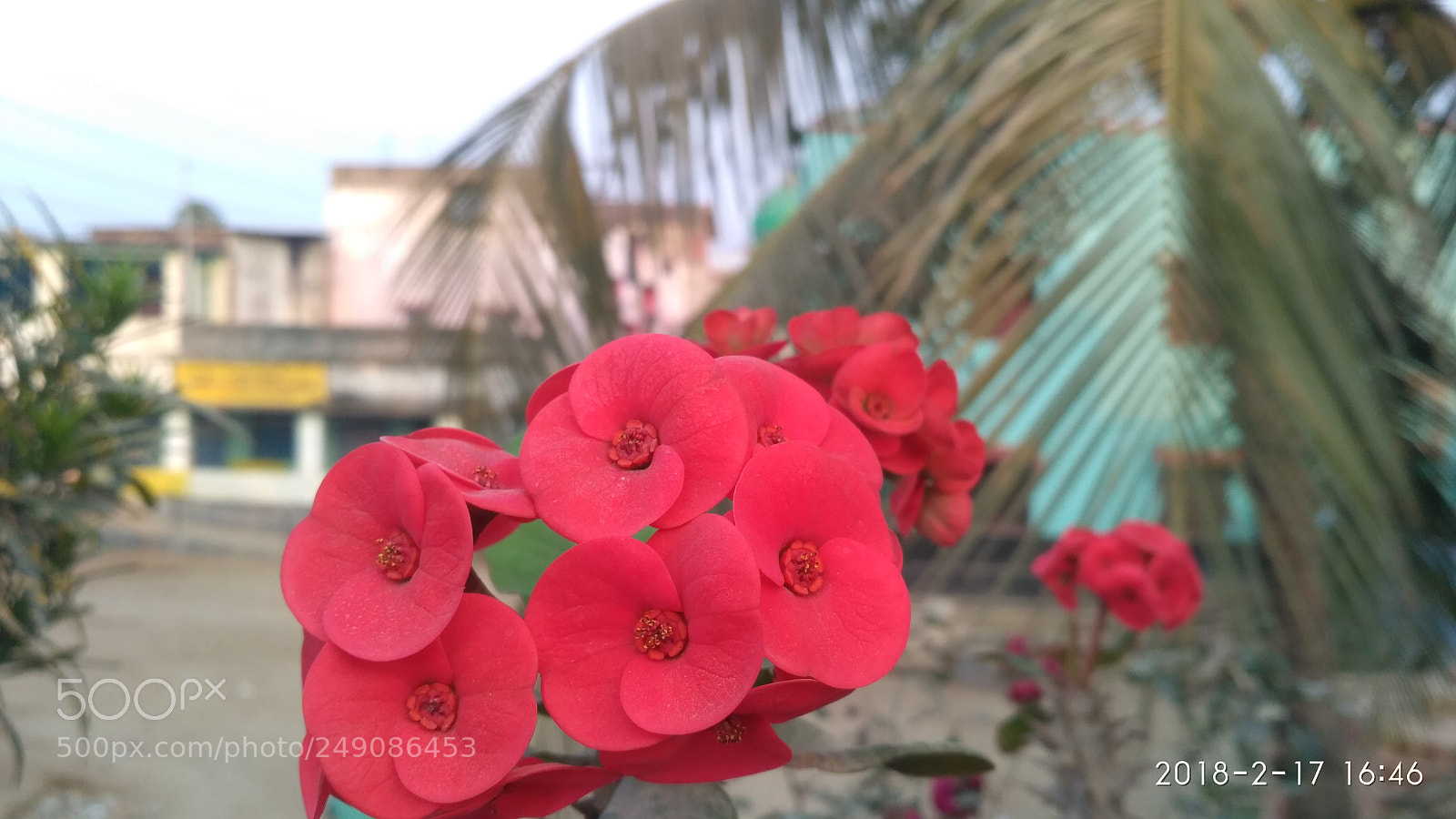 Xiaomi Redmi 3S sample photo. Untitled photography