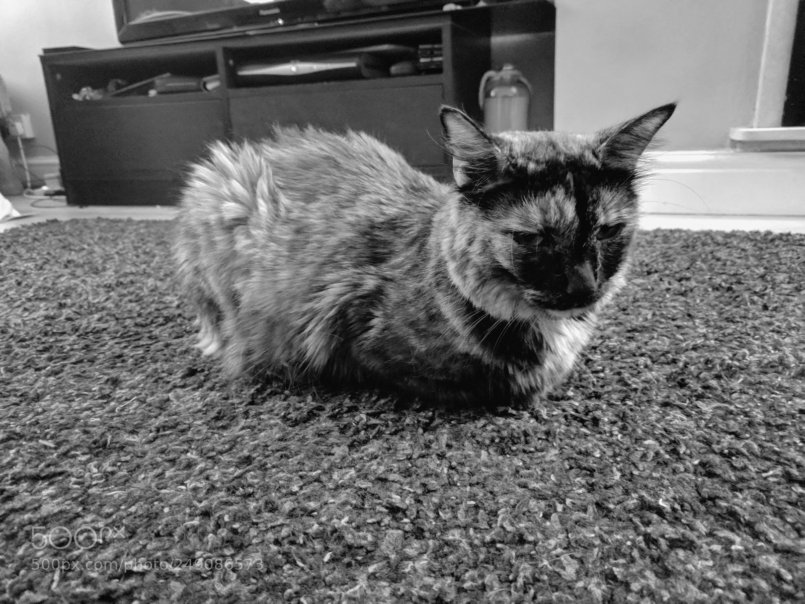 Google Pixel XL sample photo. The best cat loaf photography