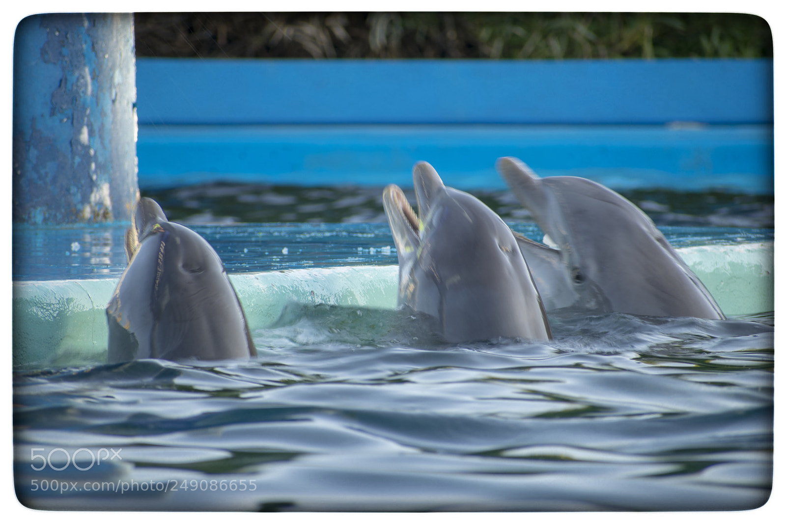Nikon D5300 sample photo. Delfines. photography