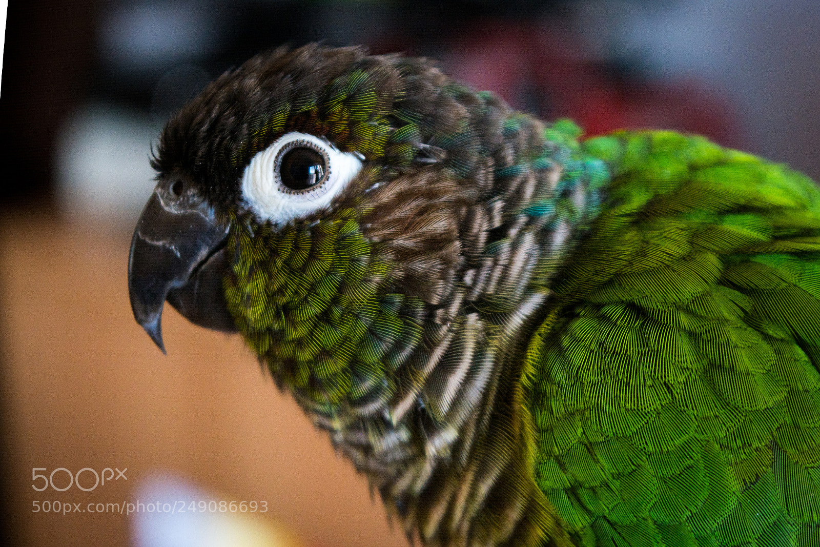 Nikon D5200 sample photo. Green parrot photography