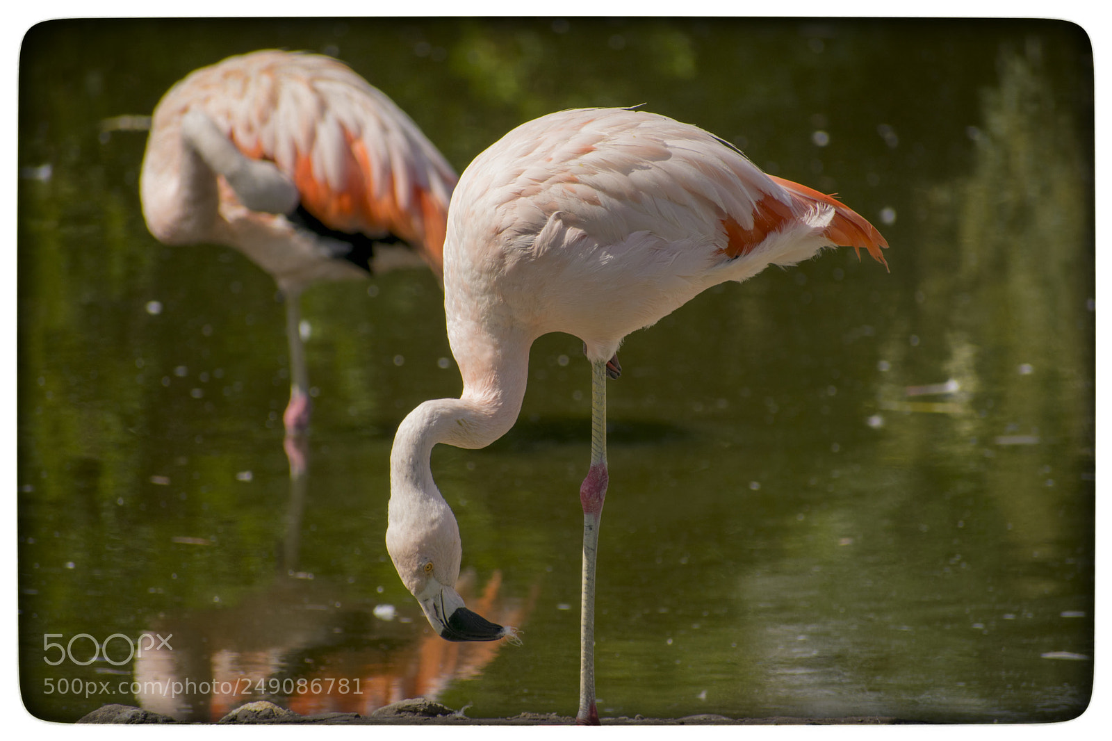 Nikon D5300 sample photo. Flamencos. photography