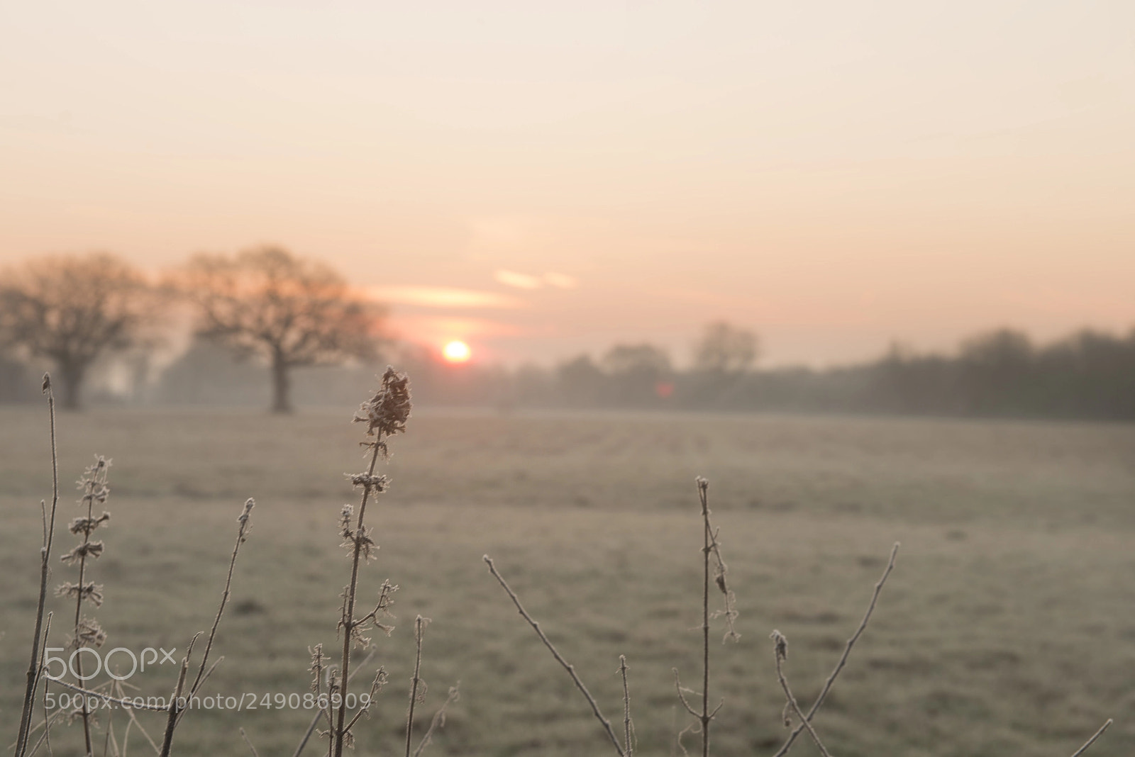 Nikon D800 sample photo. Maybe with the sun photography