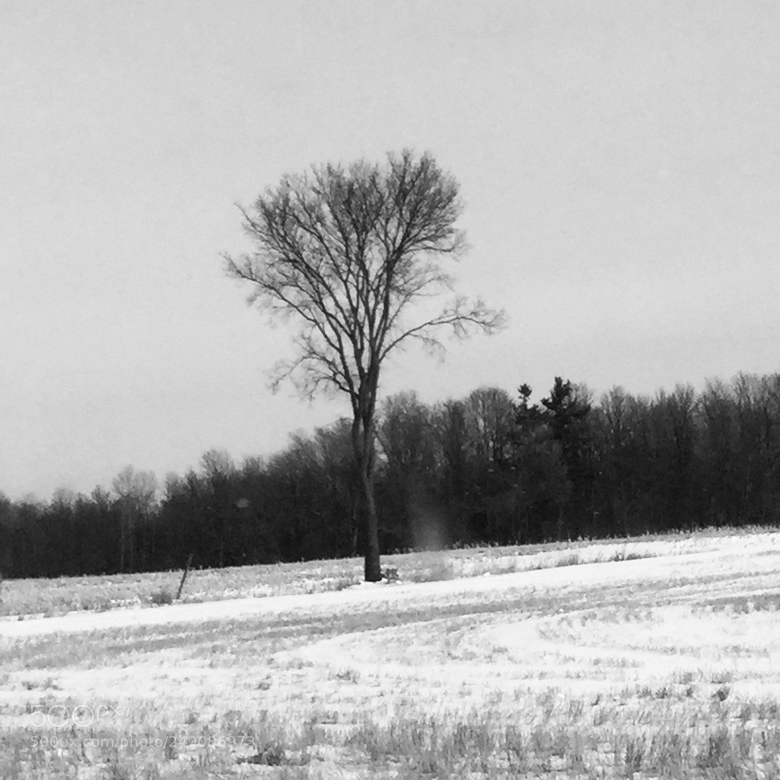 Apple iPod touch sample photo. Tree of knowledge photography