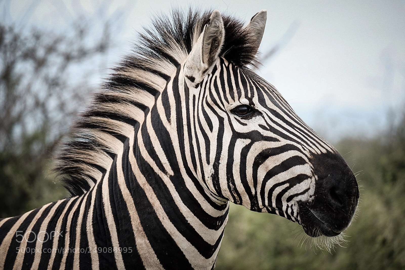 Fujifilm X-T2 sample photo. Zebra - kruger national photography
