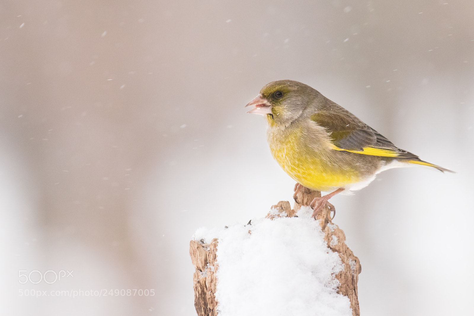 Canon EOS 80D sample photo. Greenfinch in the snowfall photography