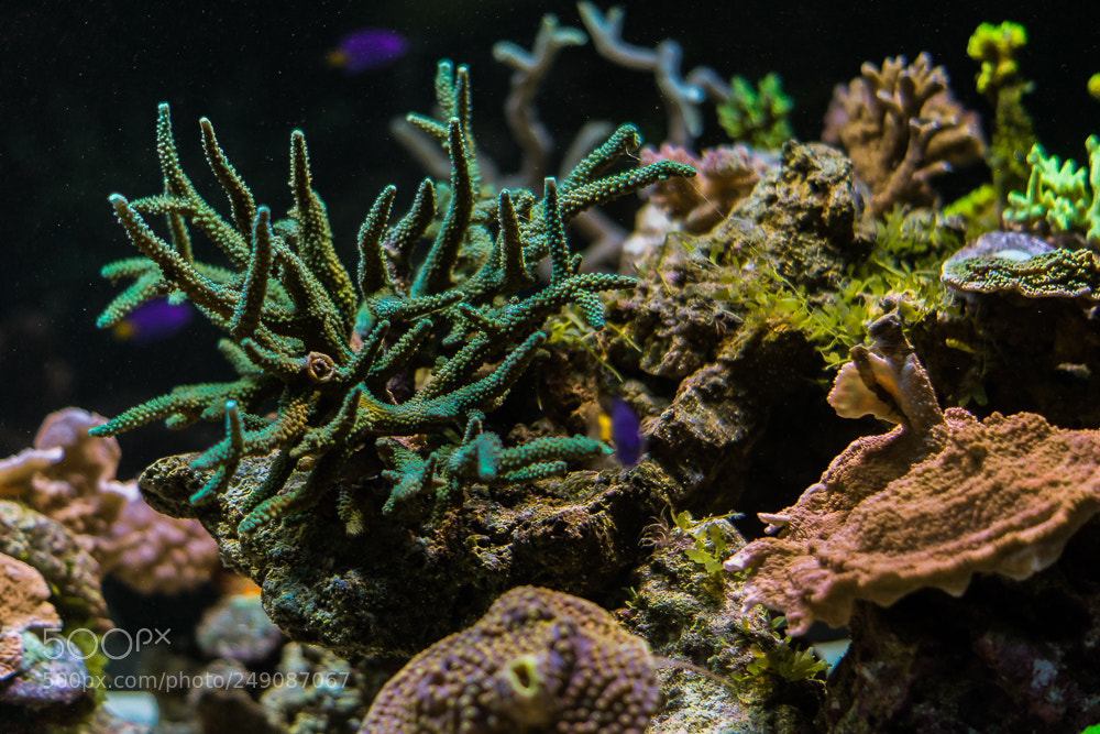 Sony SLT-A65 (SLT-A65V) sample photo. Moscow aquarium photography