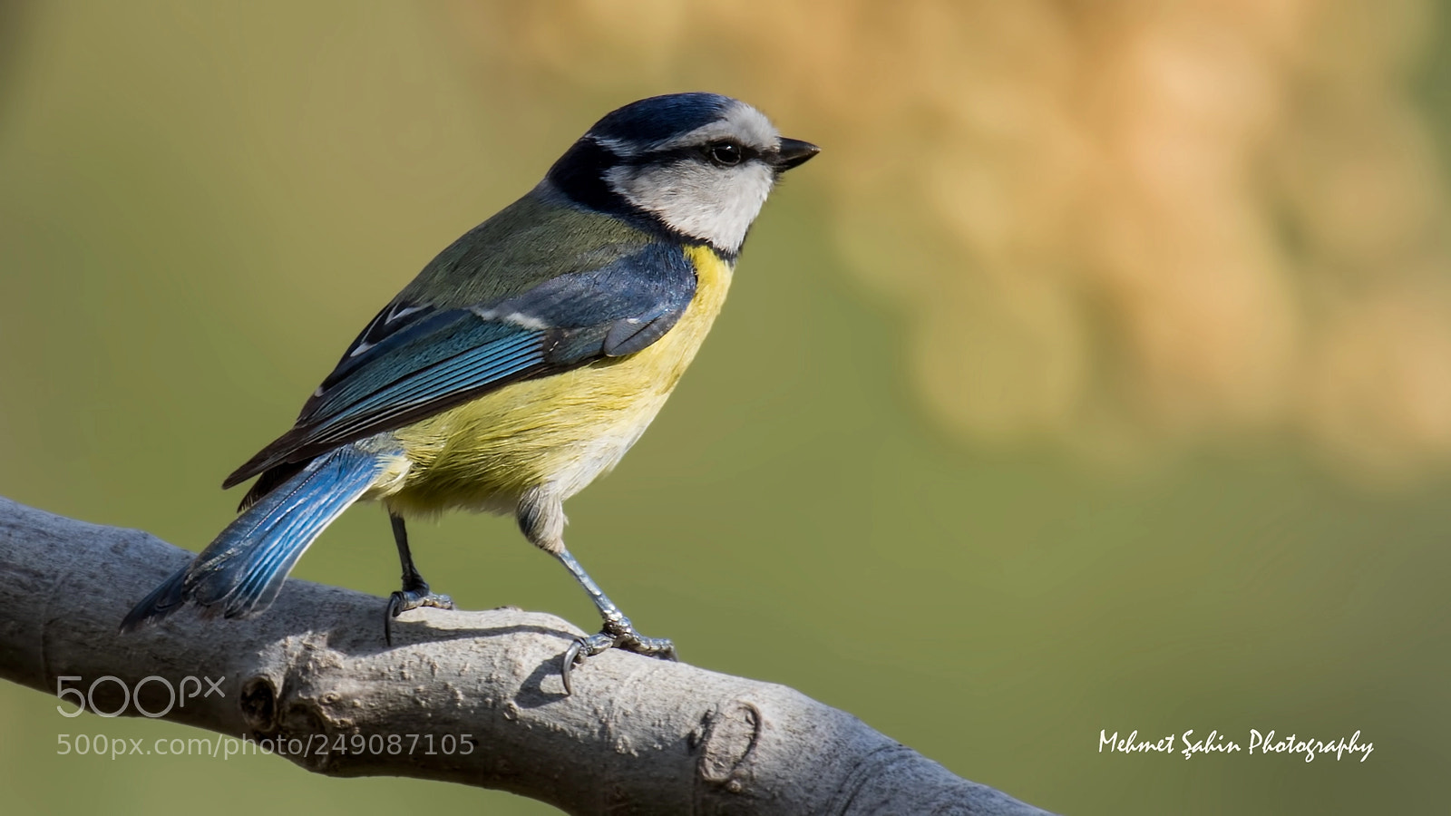 Canon EOS 7D Mark II sample photo. Blue tit photography