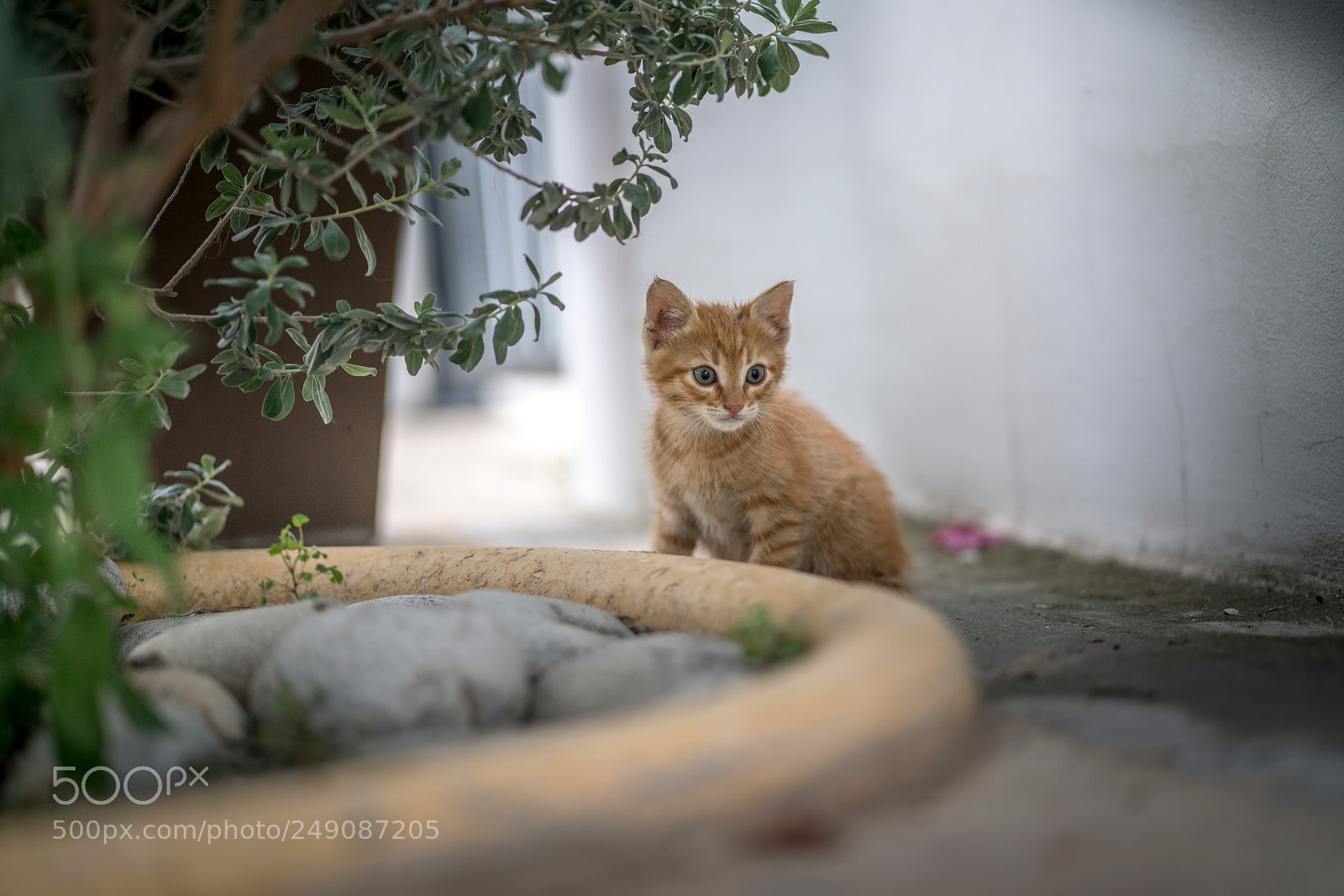 Sony a7R II sample photo. Kitty photography