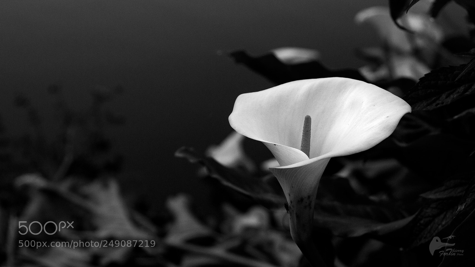 Canon EOS 700D (EOS Rebel T5i / EOS Kiss X7i) sample photo. Arum photography