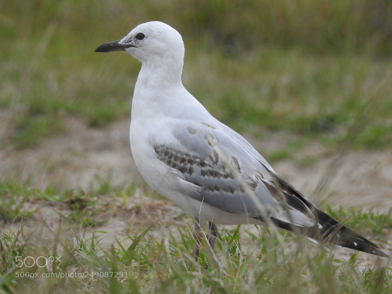 Nikon Coolpix P900 sample photo. Seagull photography