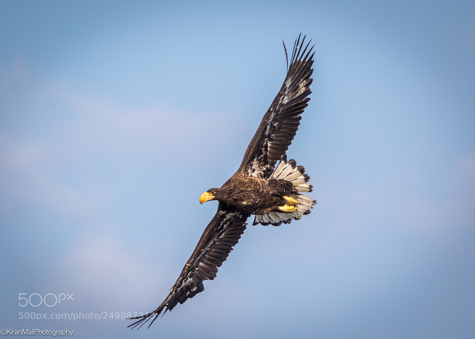 Canon EOS 7D Mark II sample photo. Young steller sea eagle photography
