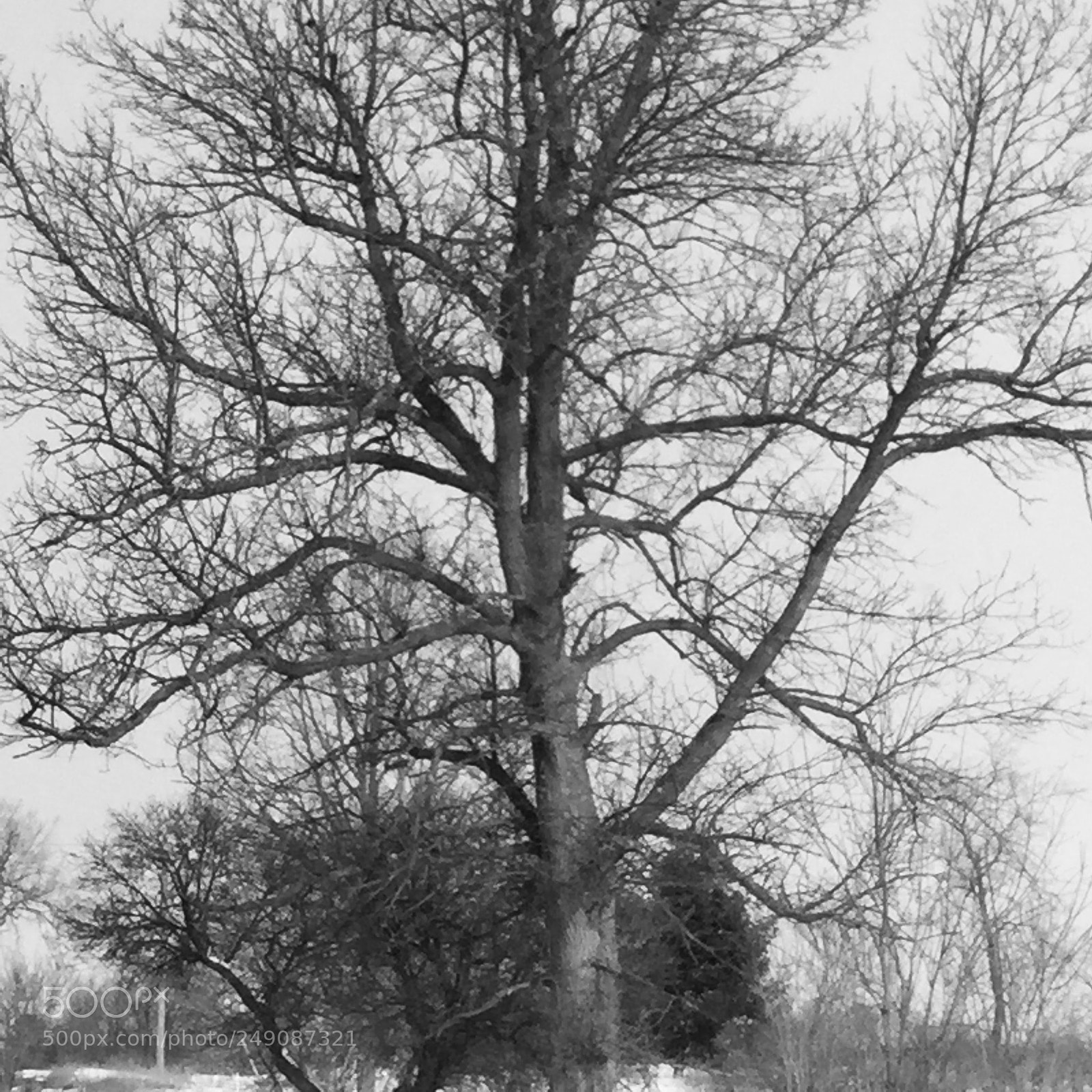 Apple iPod touch sample photo. Tree of knowledge photography