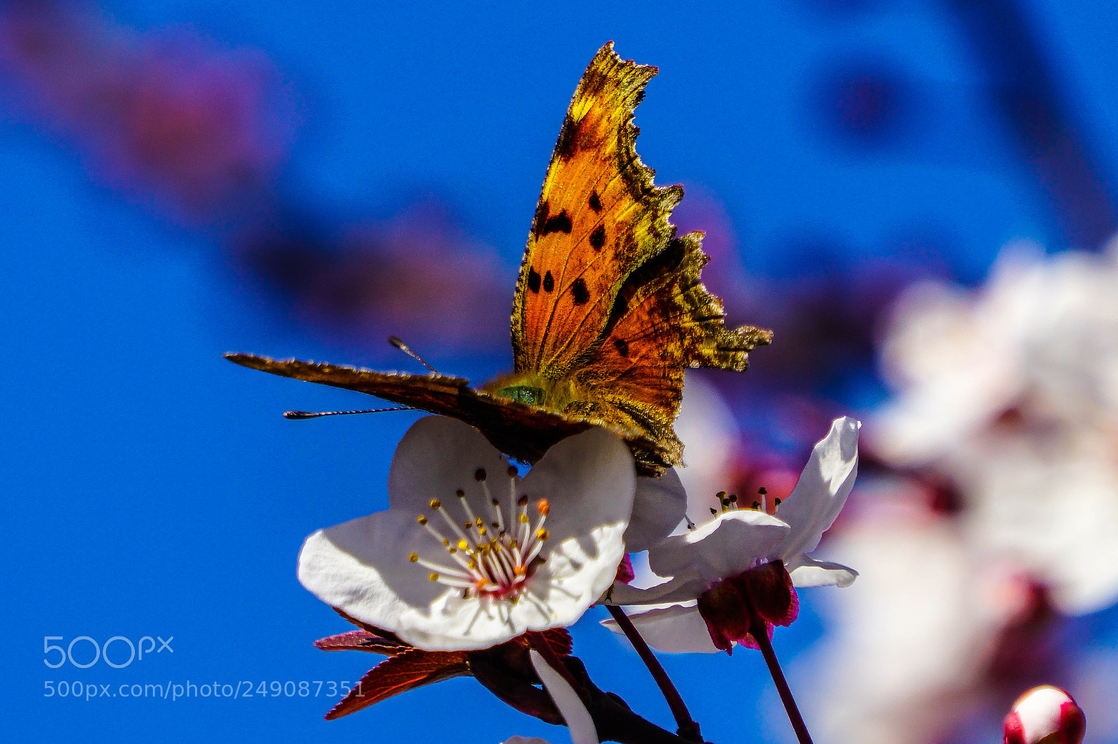 Sony a6000 sample photo. Nevbahar photography