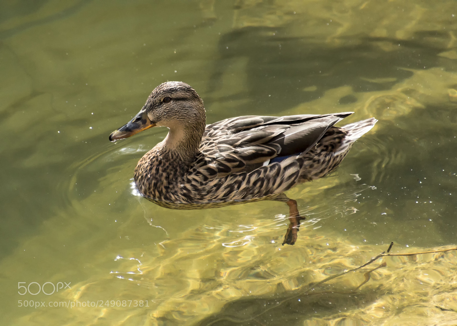 Canon EOS 100D (EOS Rebel SL1 / EOS Kiss X7) sample photo. Swimming calmly... photography