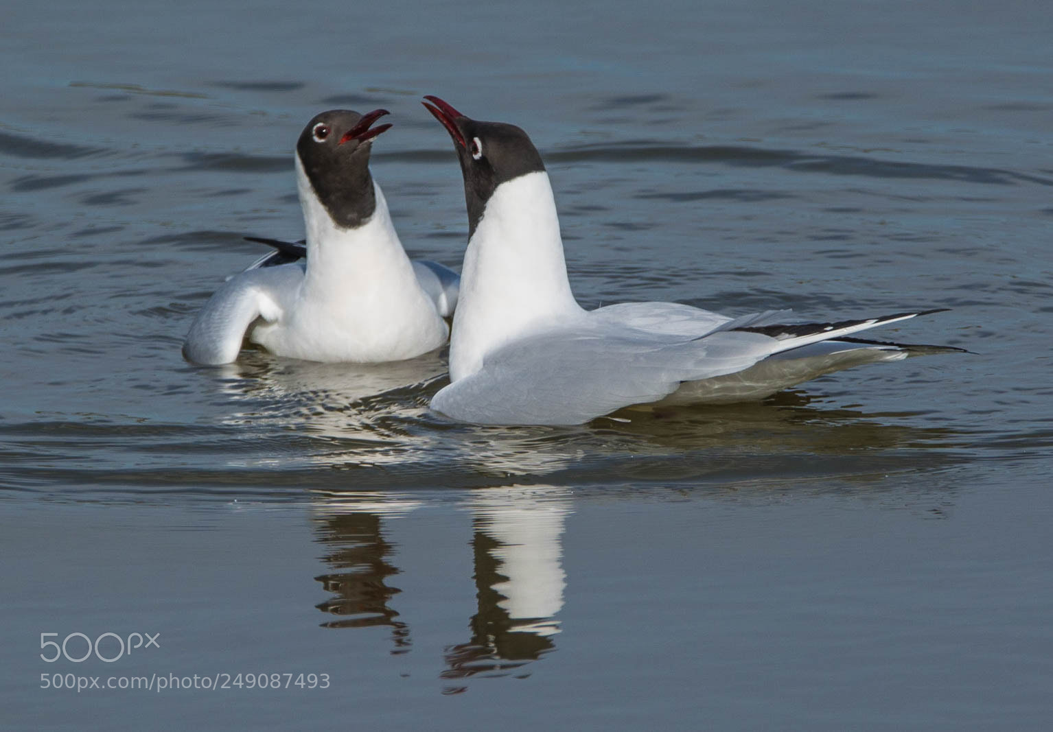 Nikon D7100 sample photo. Birdie romance. photography