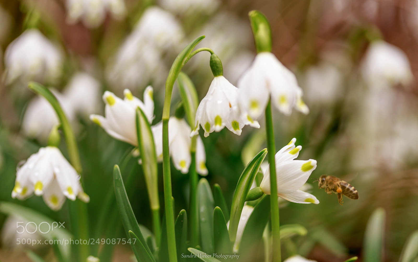Canon EOS 80D sample photo. Frühlingsbote photography