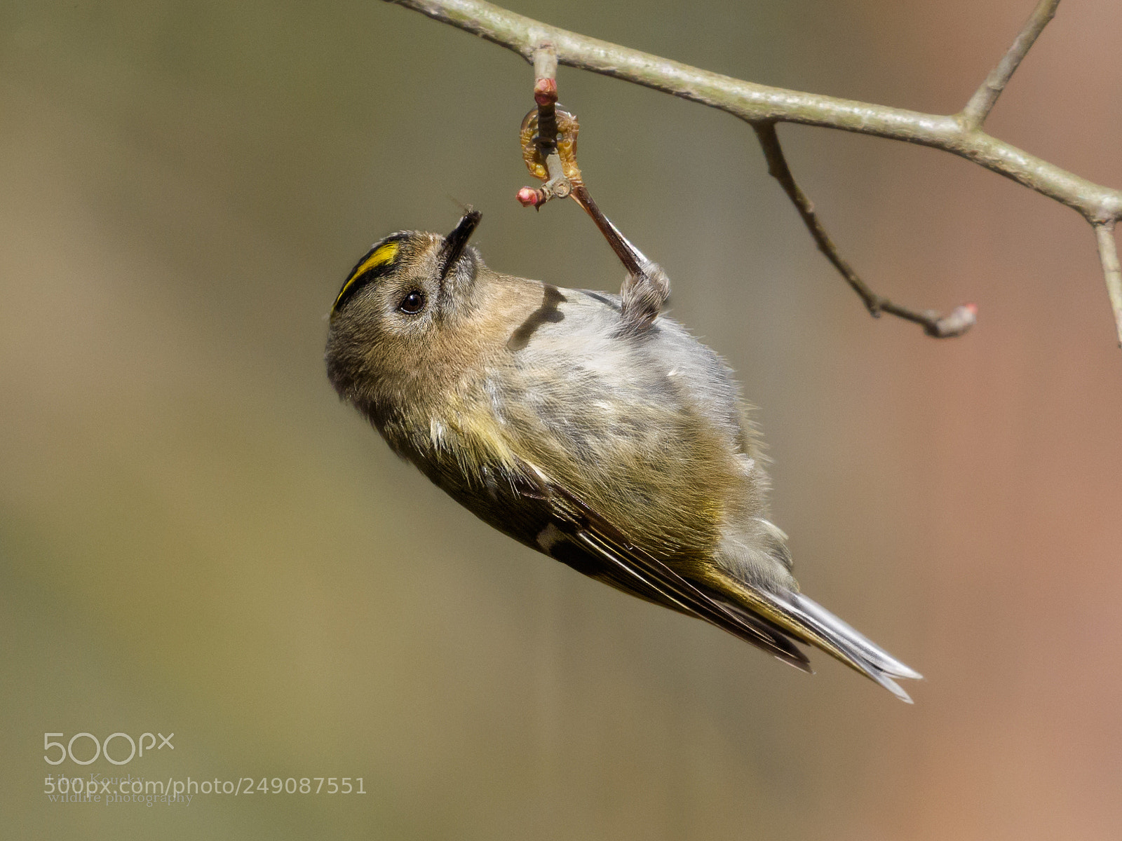 Nikon D5500 sample photo. Goldcrest (regulus regulus) photography