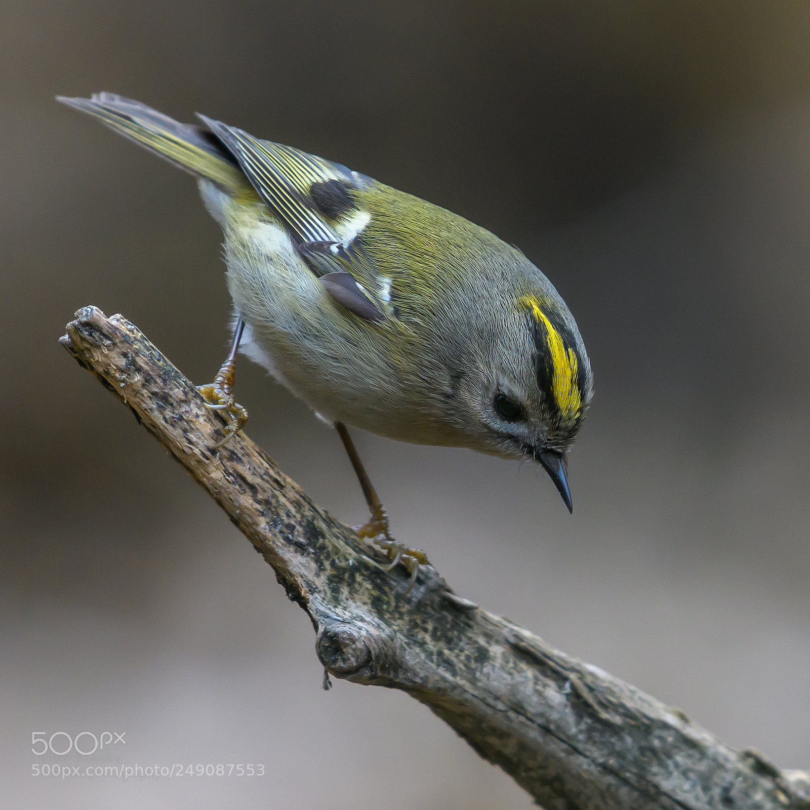 Nikon D500 sample photo. Goldcrest (regulus regulus) photography