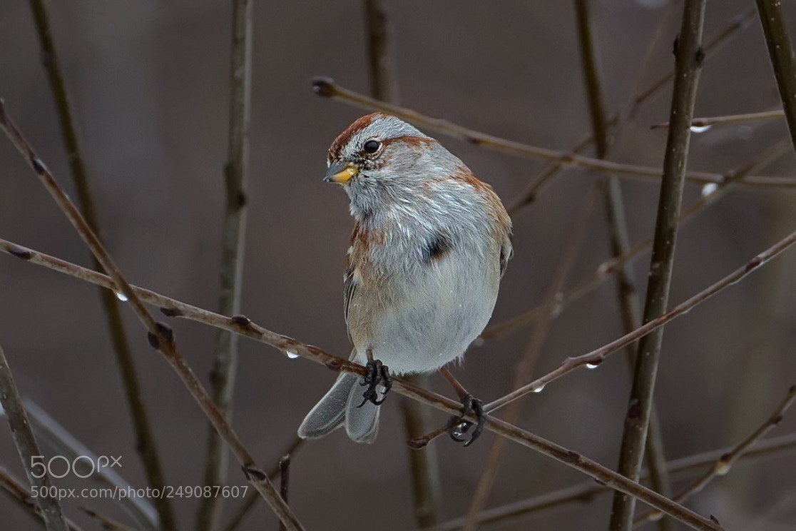 Canon EOS-1D X sample photo. American tree sparrow 5782 photography