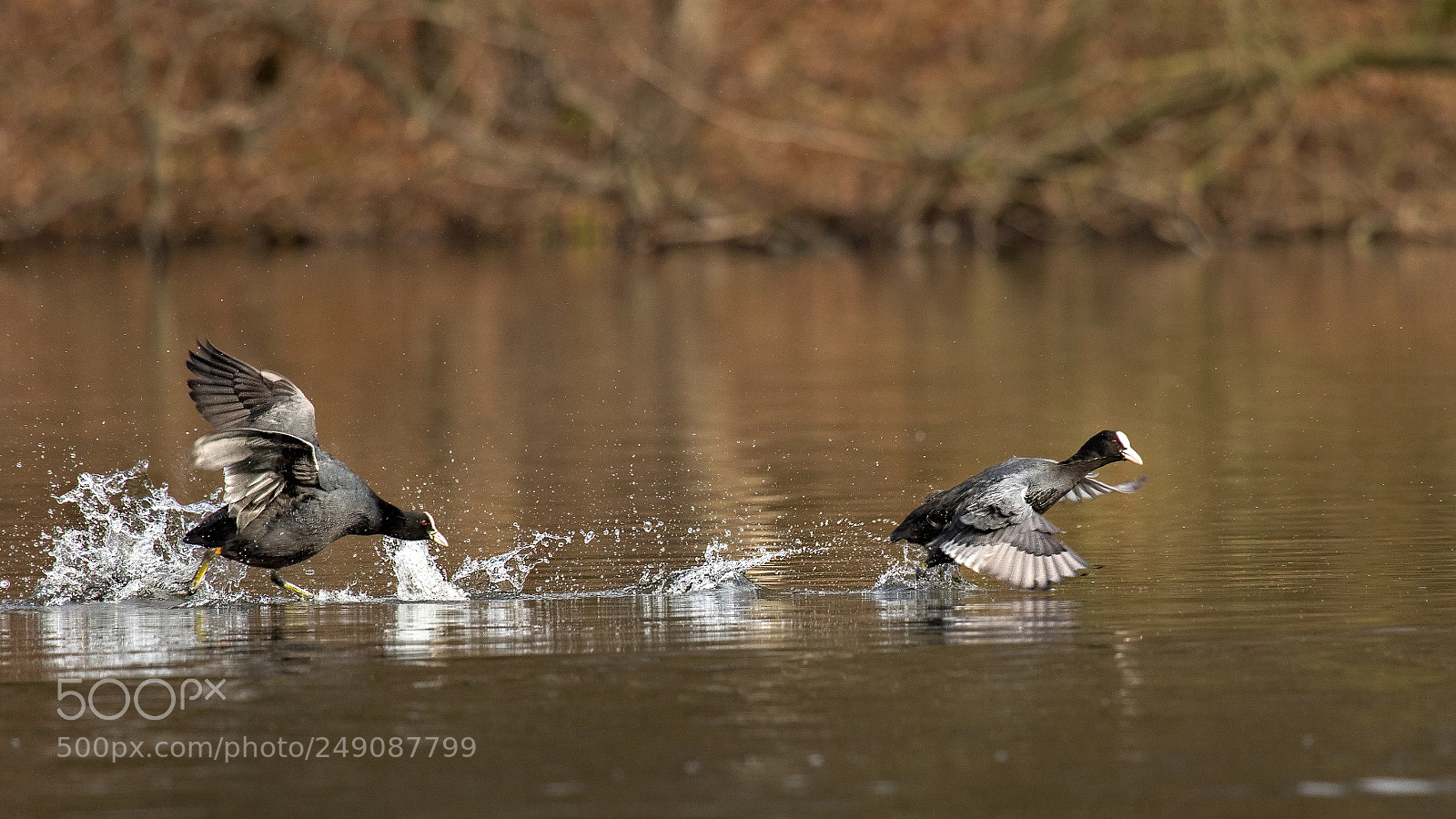 Canon EOS 7D Mark II sample photo. Blesshühner in action photography