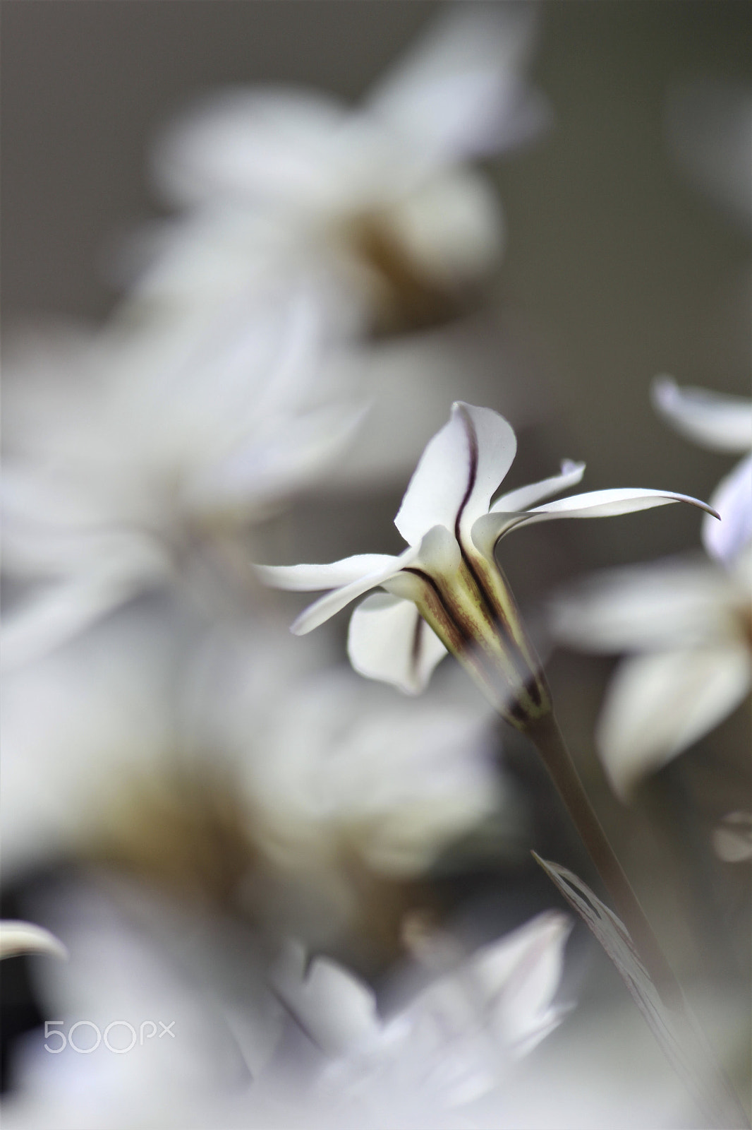 Canon EF-S 55-250mm F4-5.6 IS II sample photo. Disorder blooming photography