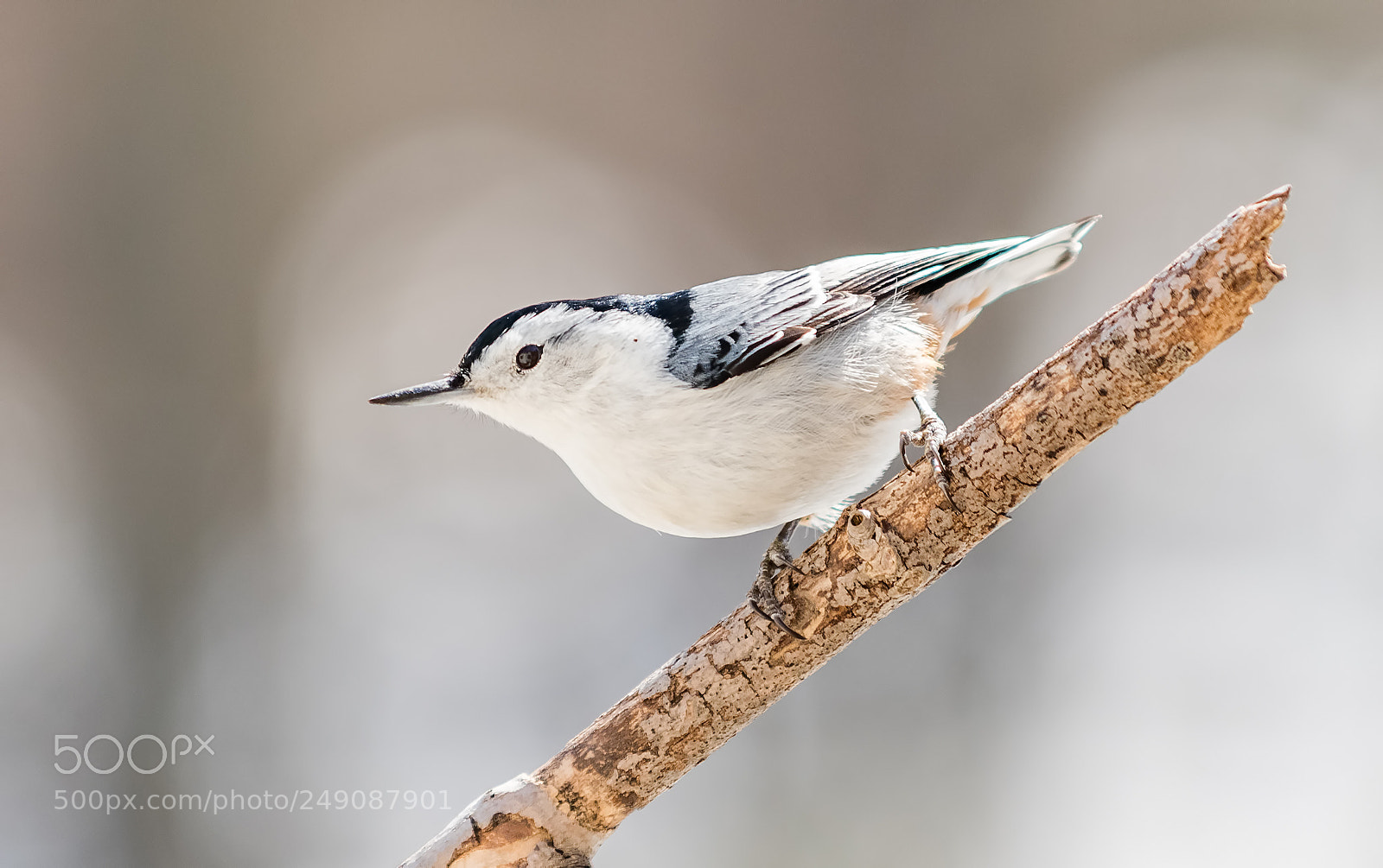 Nikon D500 sample photo. White-breasted nuthatch photography