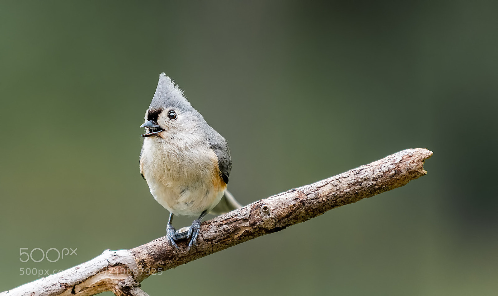 Nikon D800 sample photo. Tufted titmouse photography