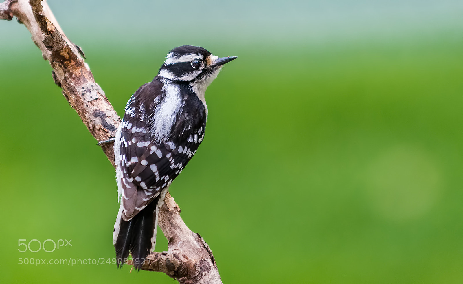 Nikon D800 sample photo. Downy woodpecker, female photography