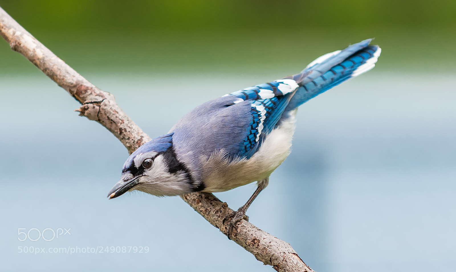 Nikon D800 sample photo. Bluejay photography