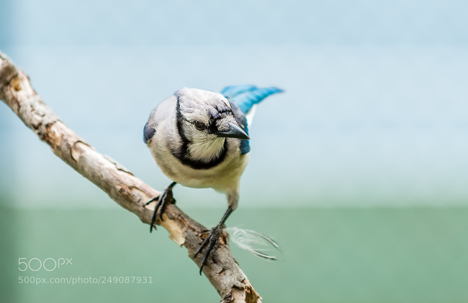 Nikon D800 sample photo. Bluejay photography