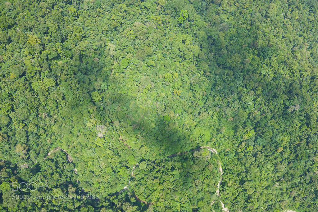Sony Cyber-shot DSC-RX10 III sample photo. Rainforest from above photography