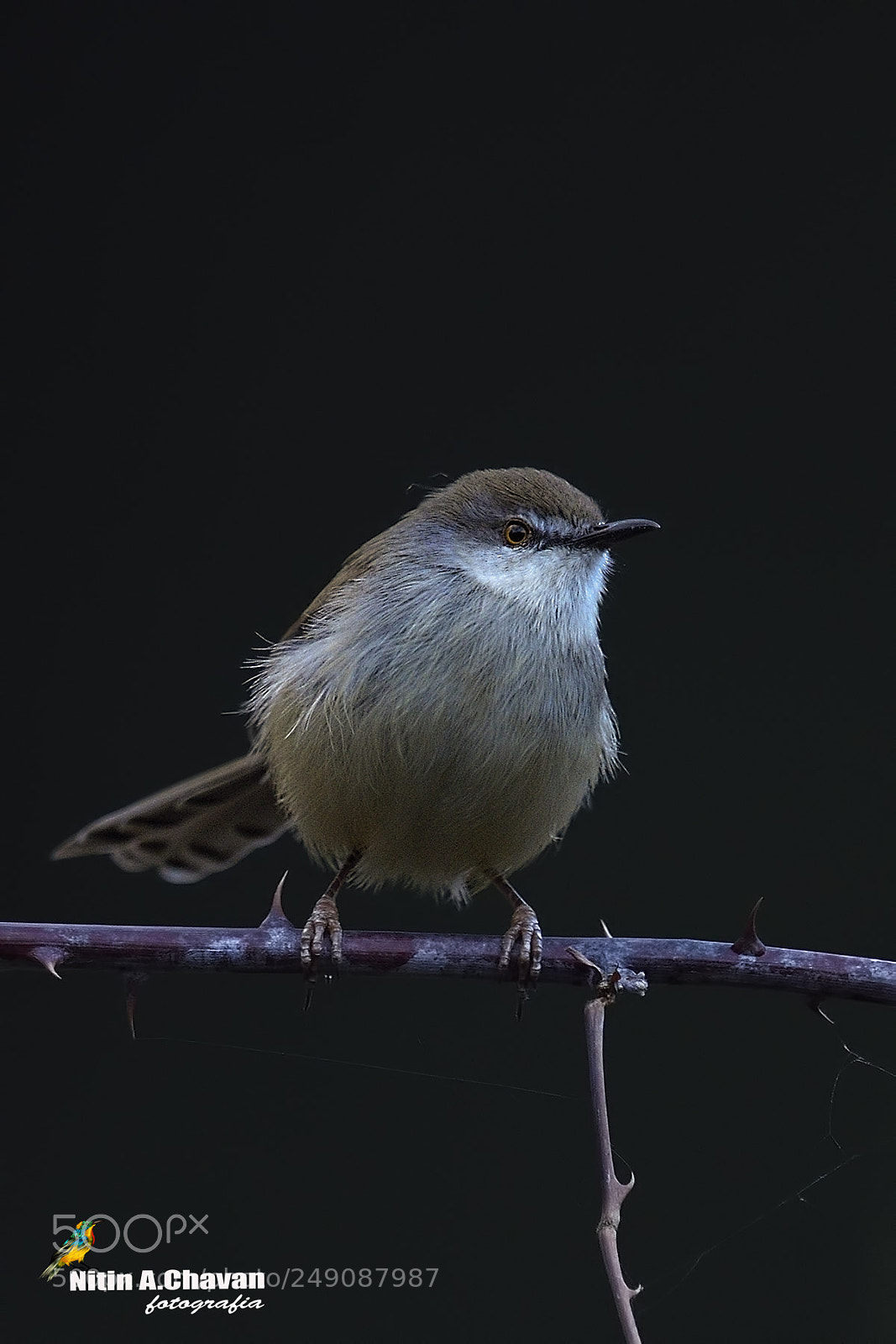 Nikon D810 sample photo. Grey-breasted prinia photography