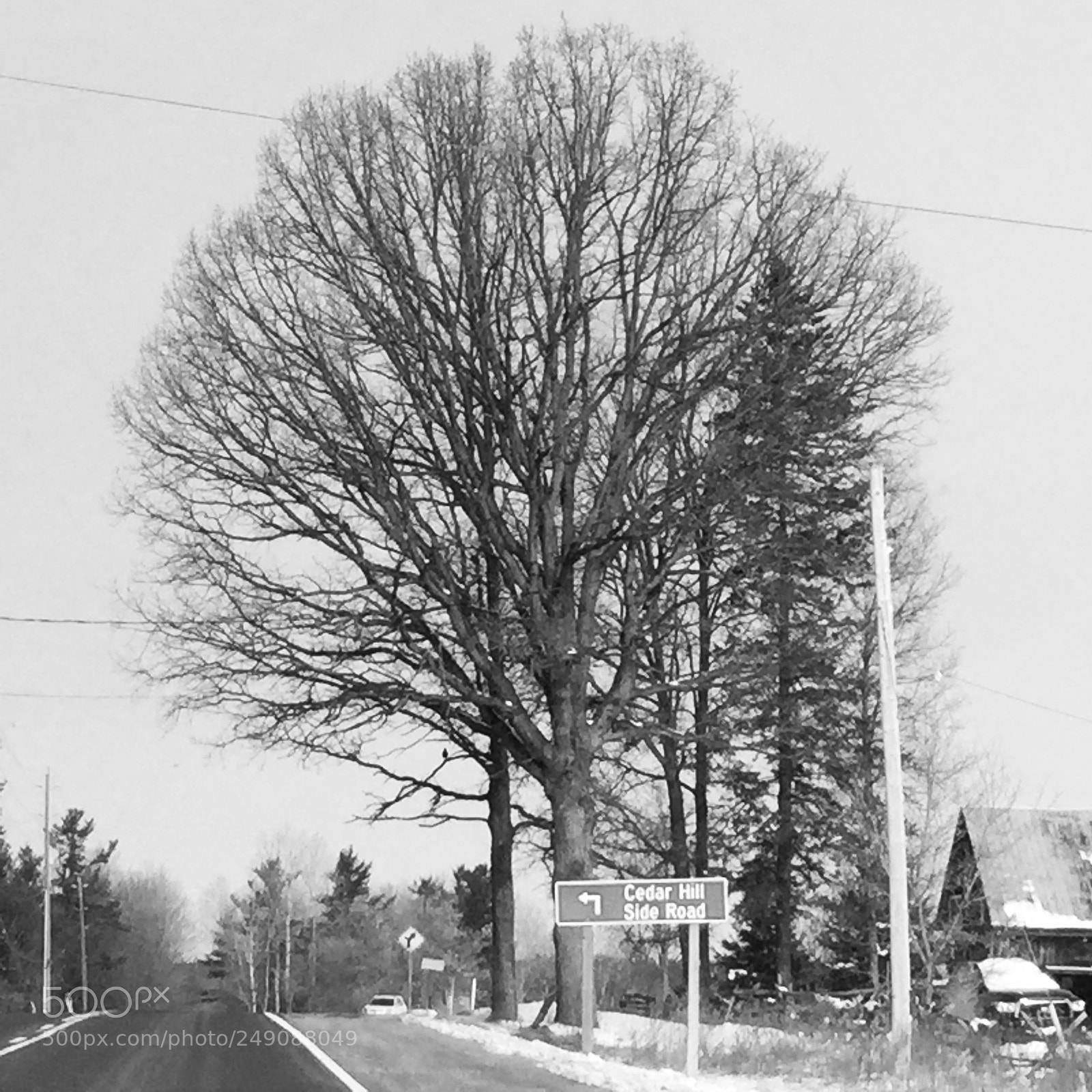 Apple iPod touch sample photo. Tree of the universe photography