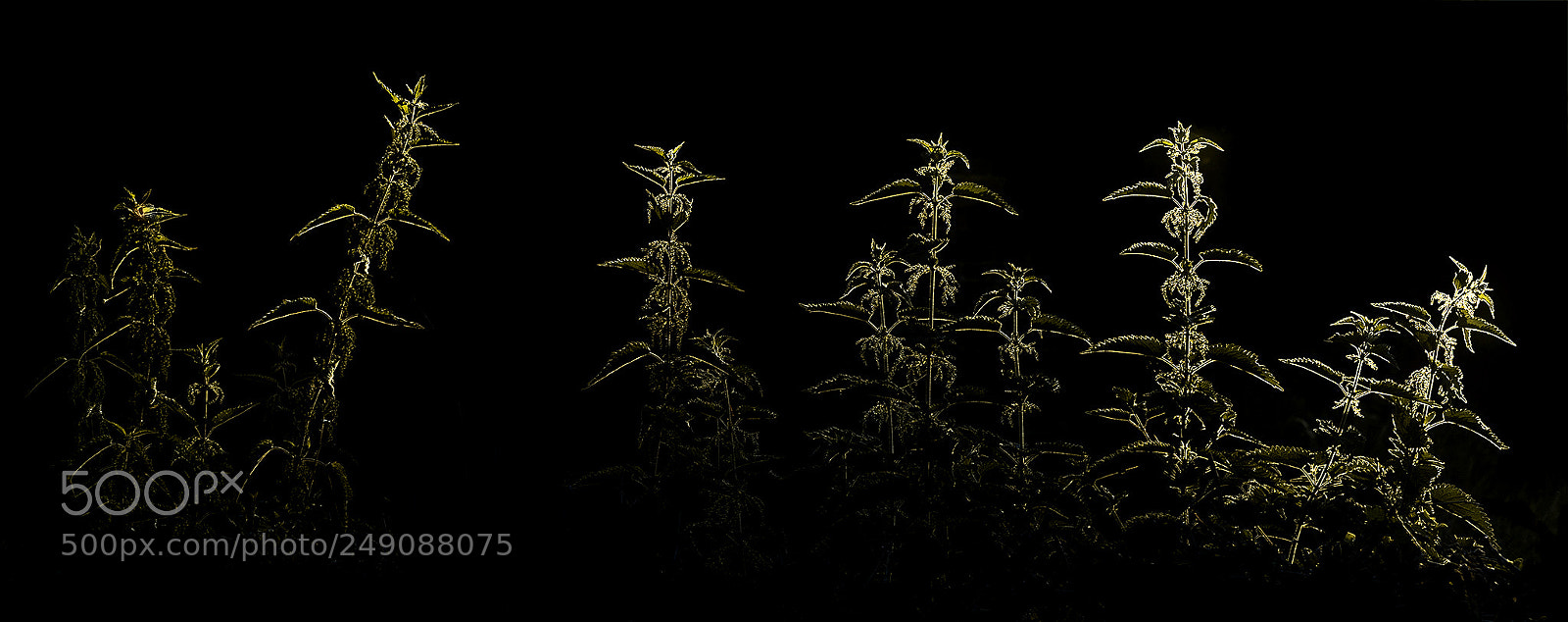 Nikon D810 sample photo. Sunkissednettles photography