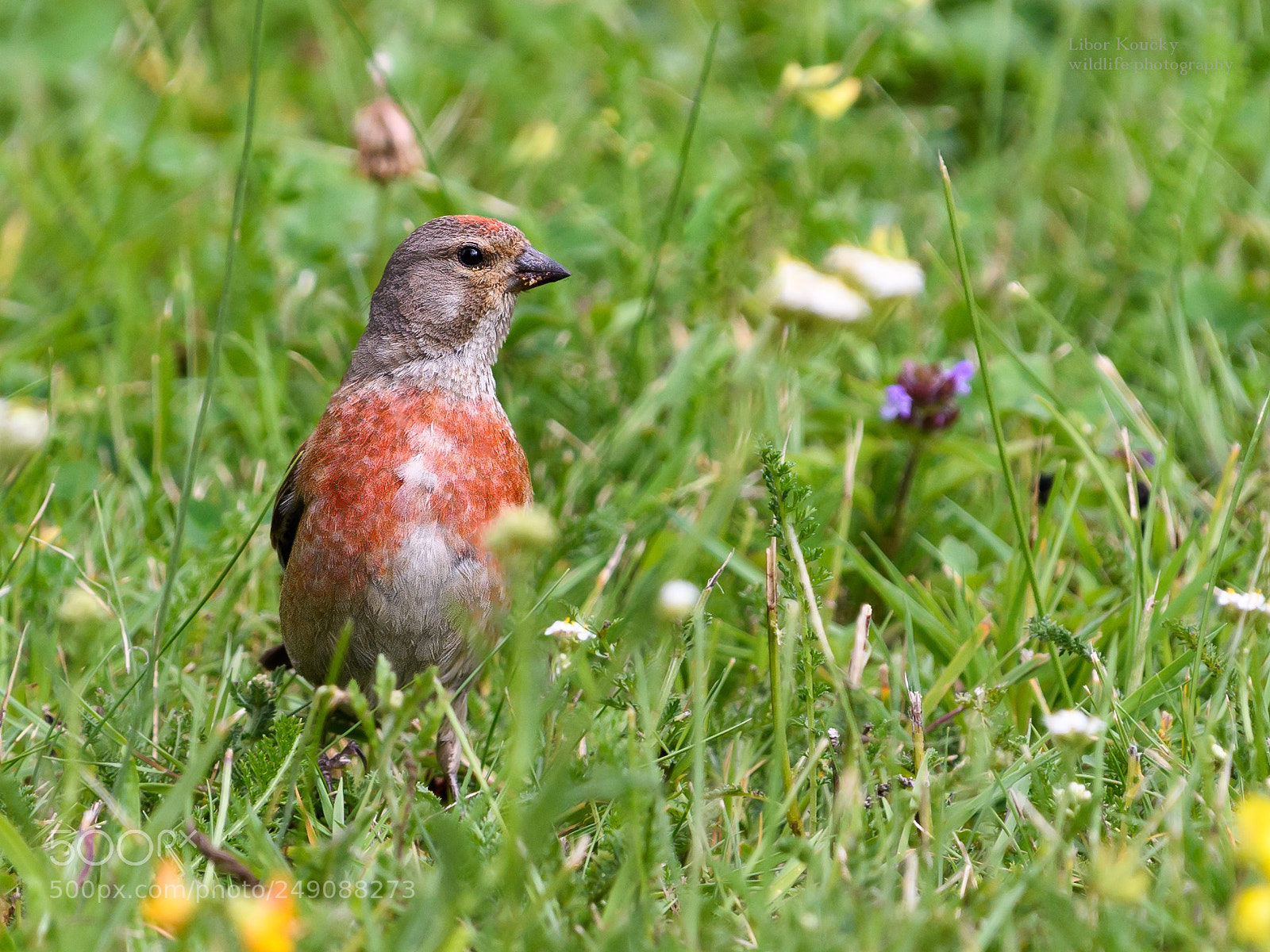 Nikon D500 sample photo. Linnet (carduelis cannabina) photography