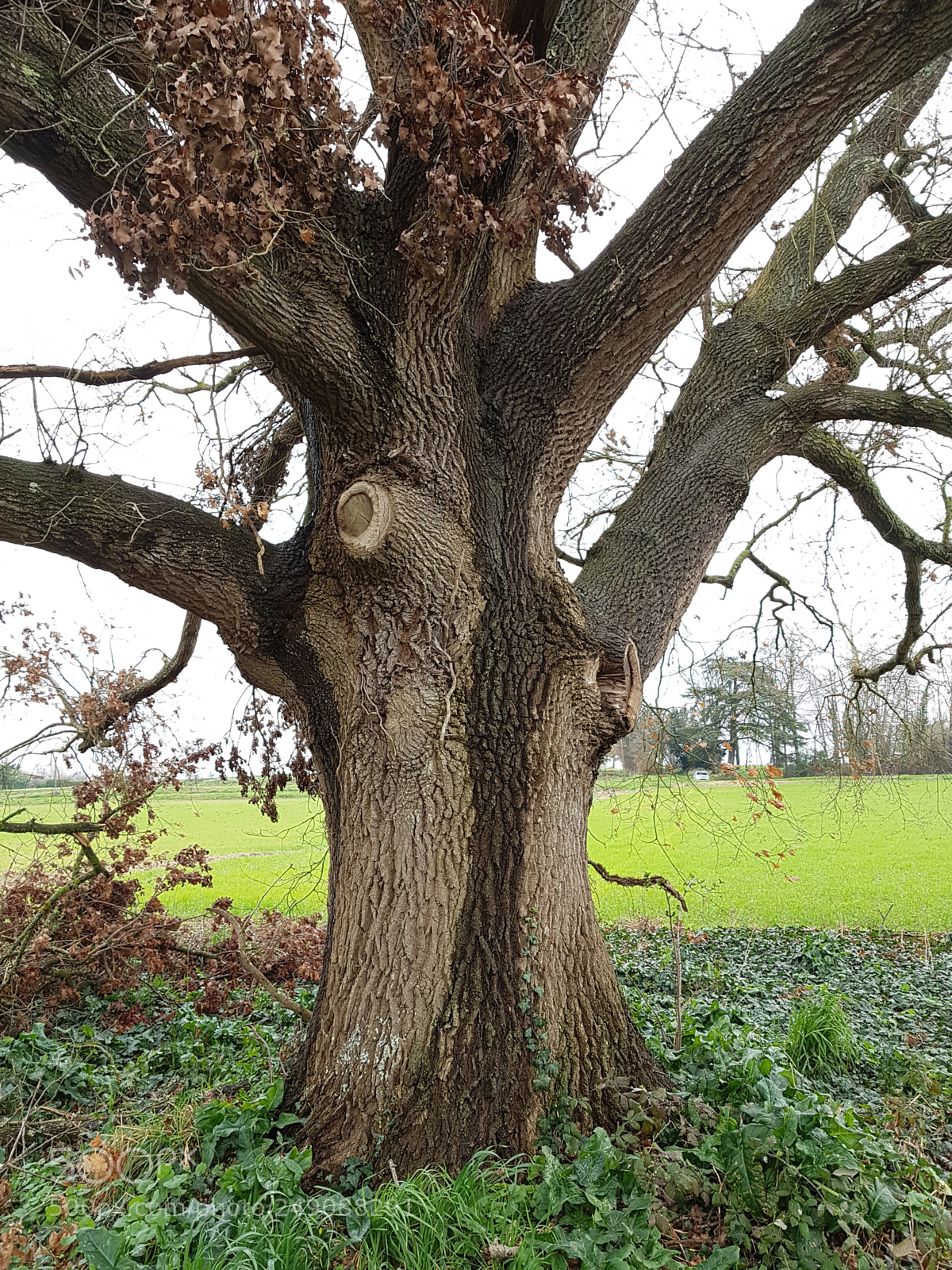 Samsung Galaxy S7 sample photo. Vieux chêne photography