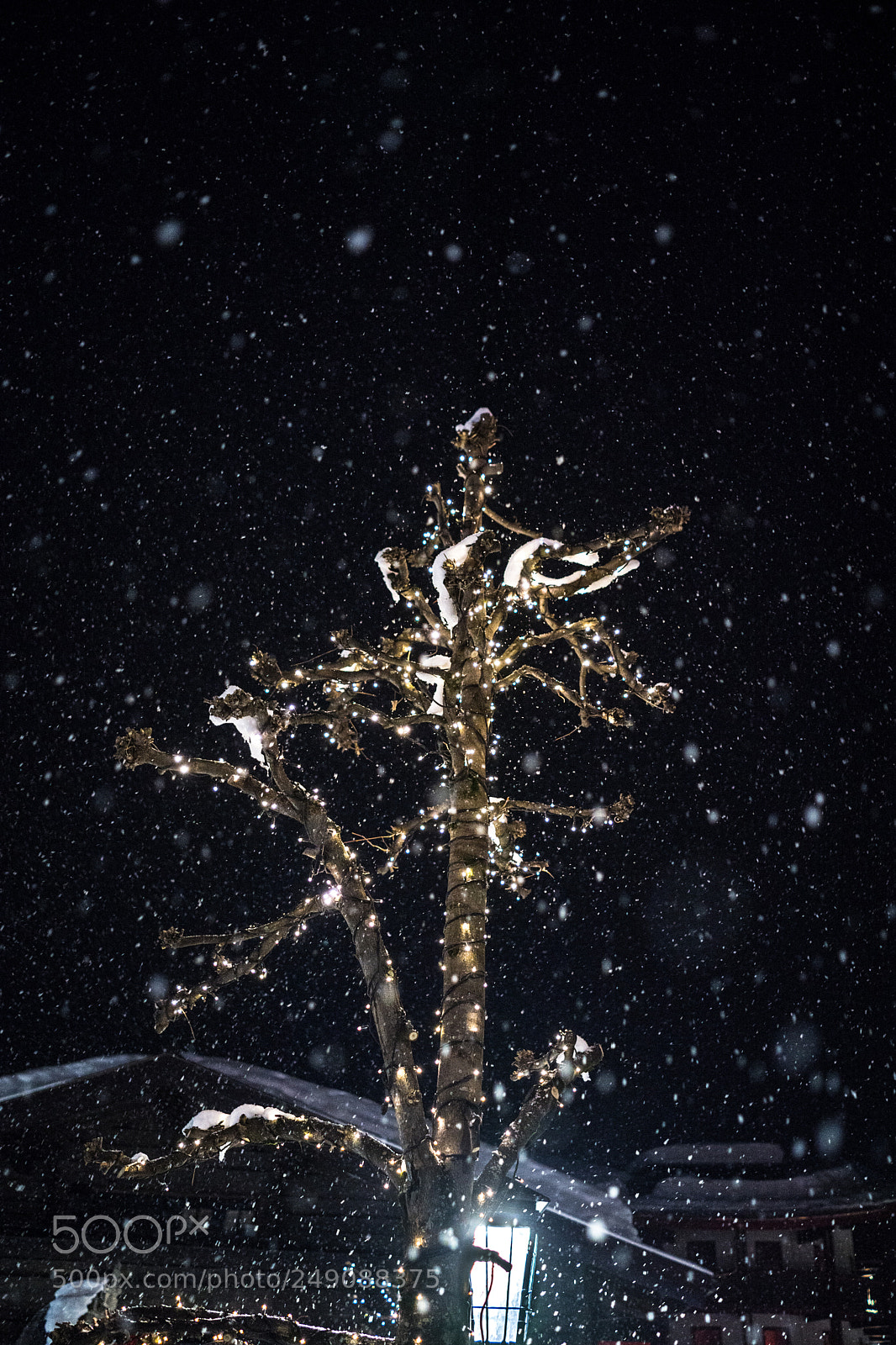 Sony Cyber-shot DSC-RX1 sample photo. Light tree photography