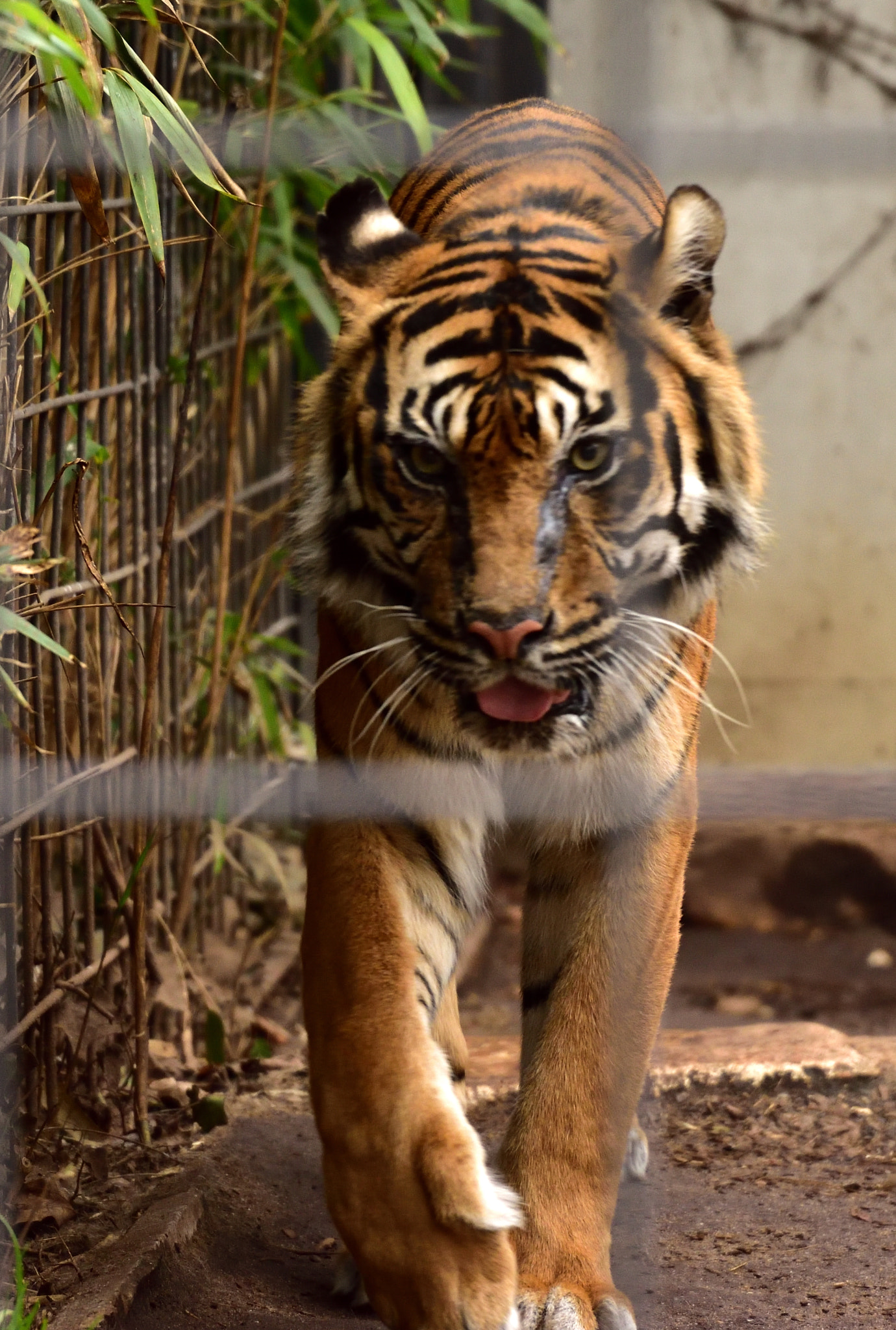Nikon D5600 sample photo. Eye of the tiger photography
