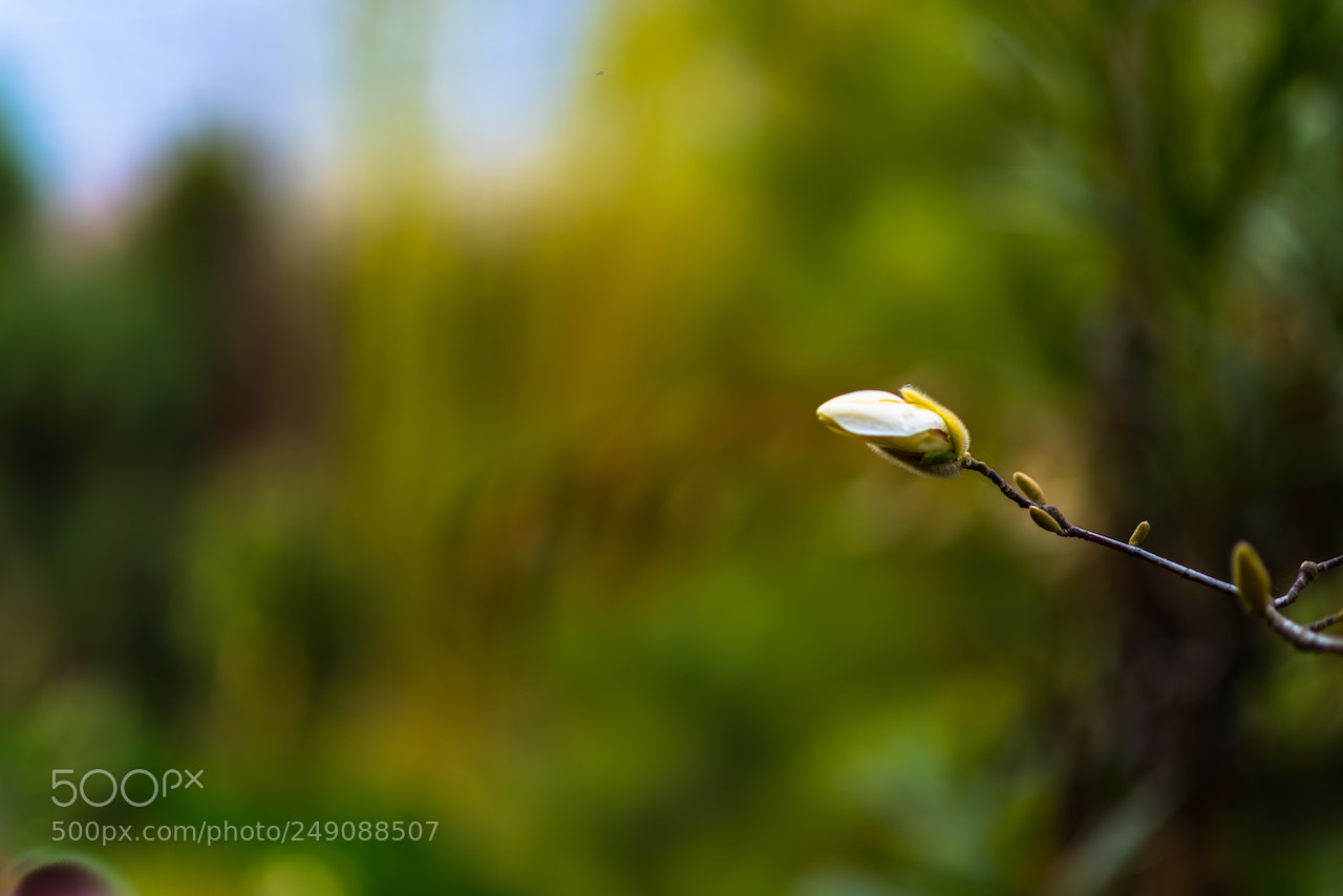 Nikon D810 sample photo. Japanese magnolia photography