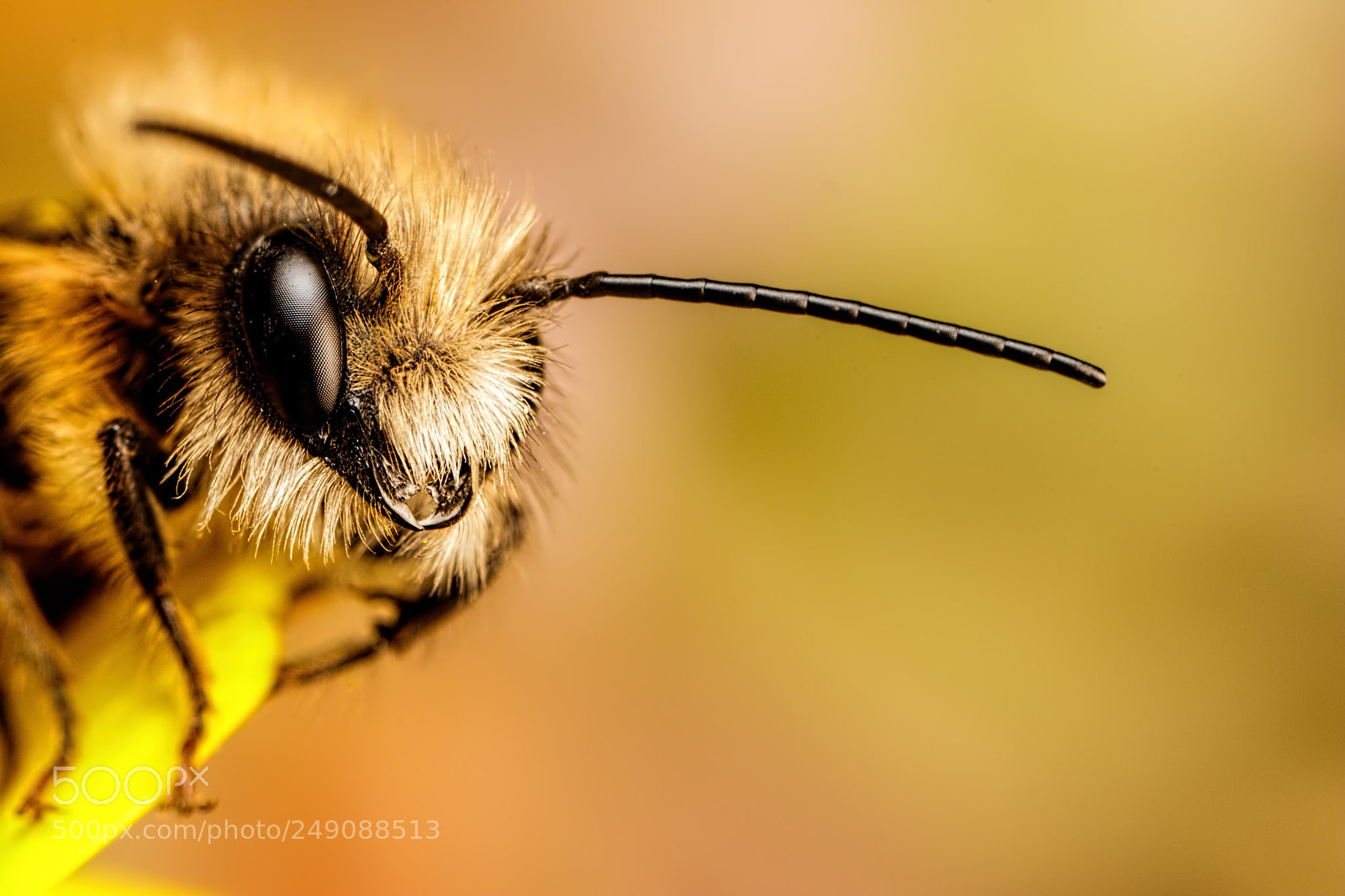 Canon EOS 80D sample photo. Red mason bee ii photography